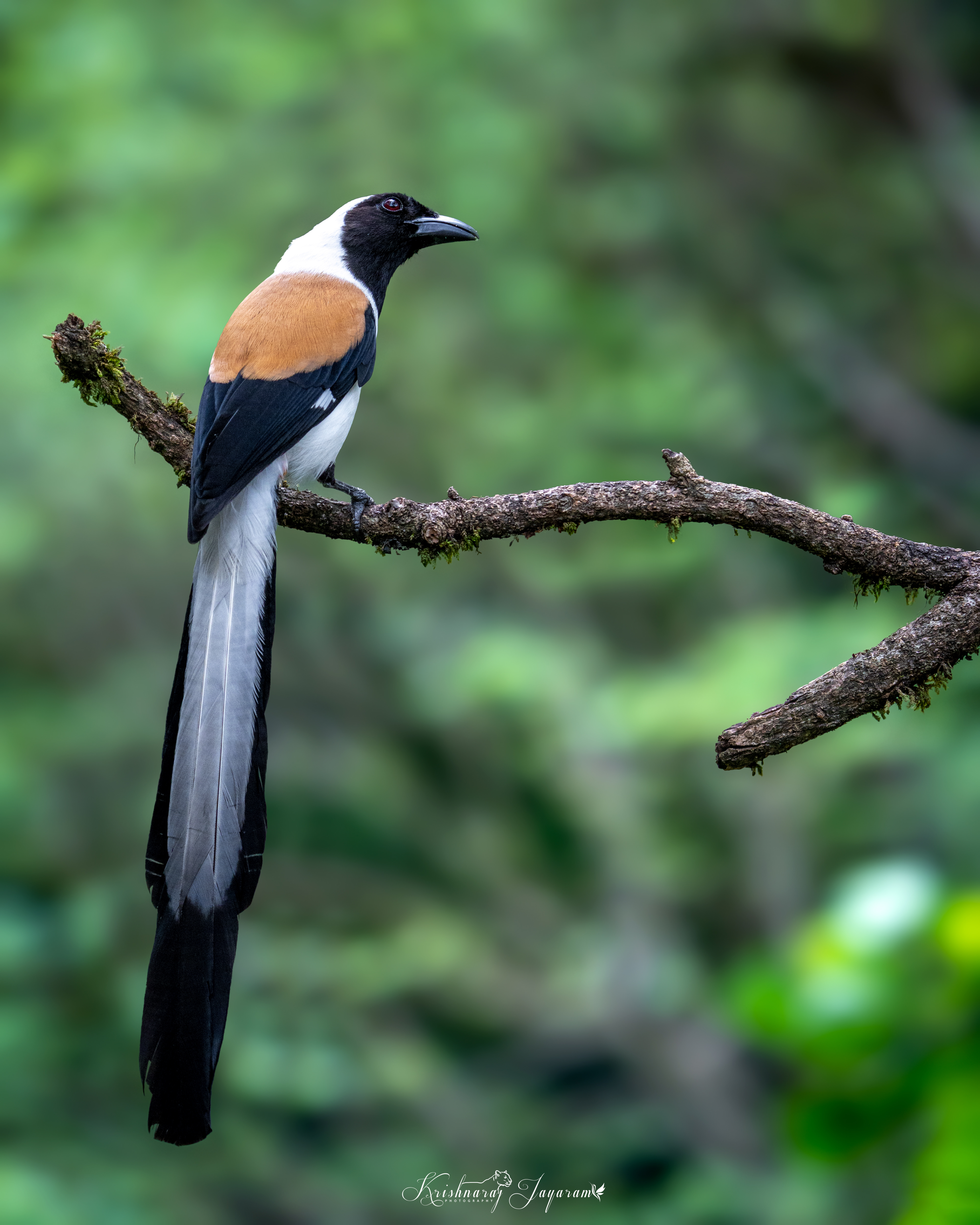 White Bellied Treepie