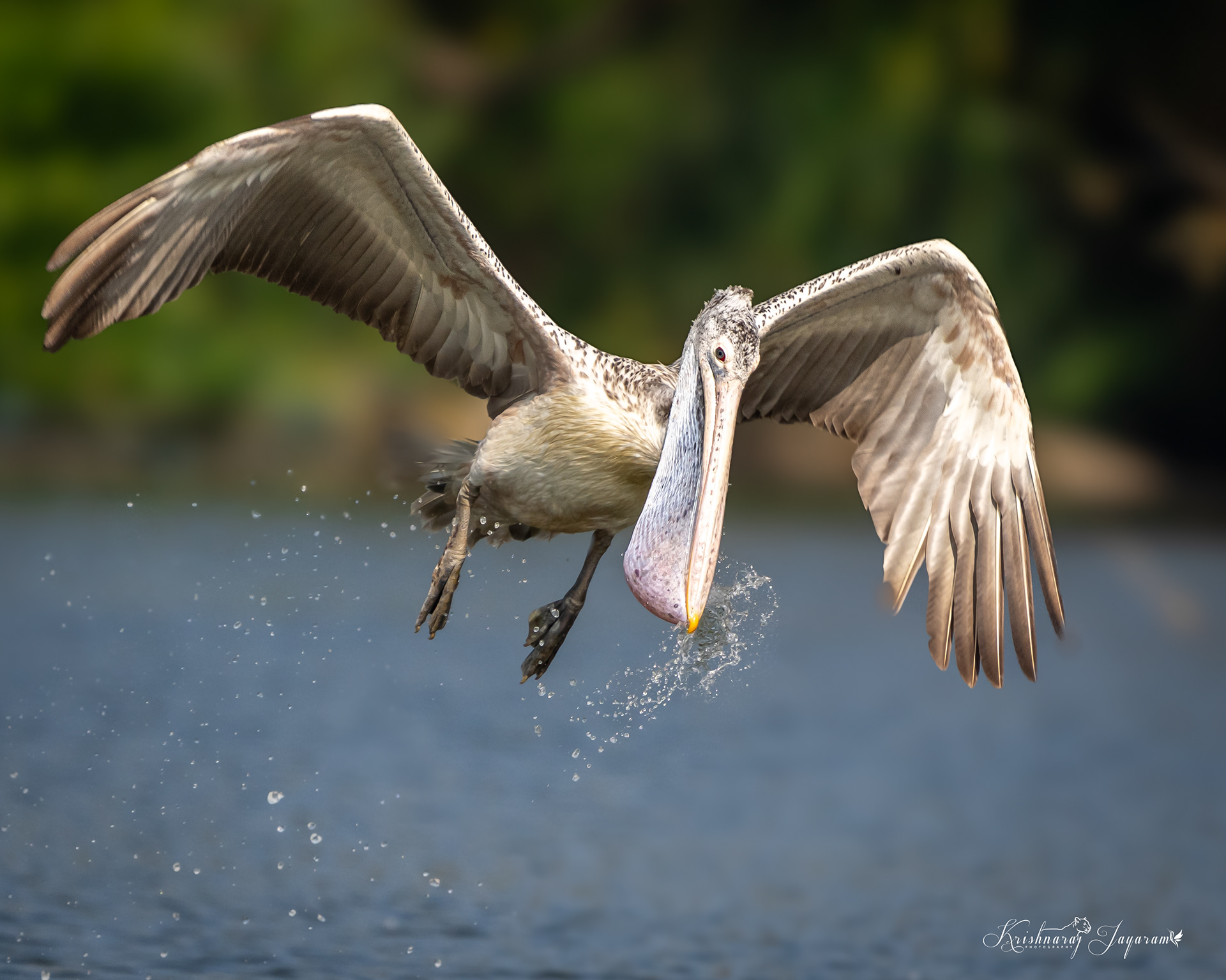 Pelican