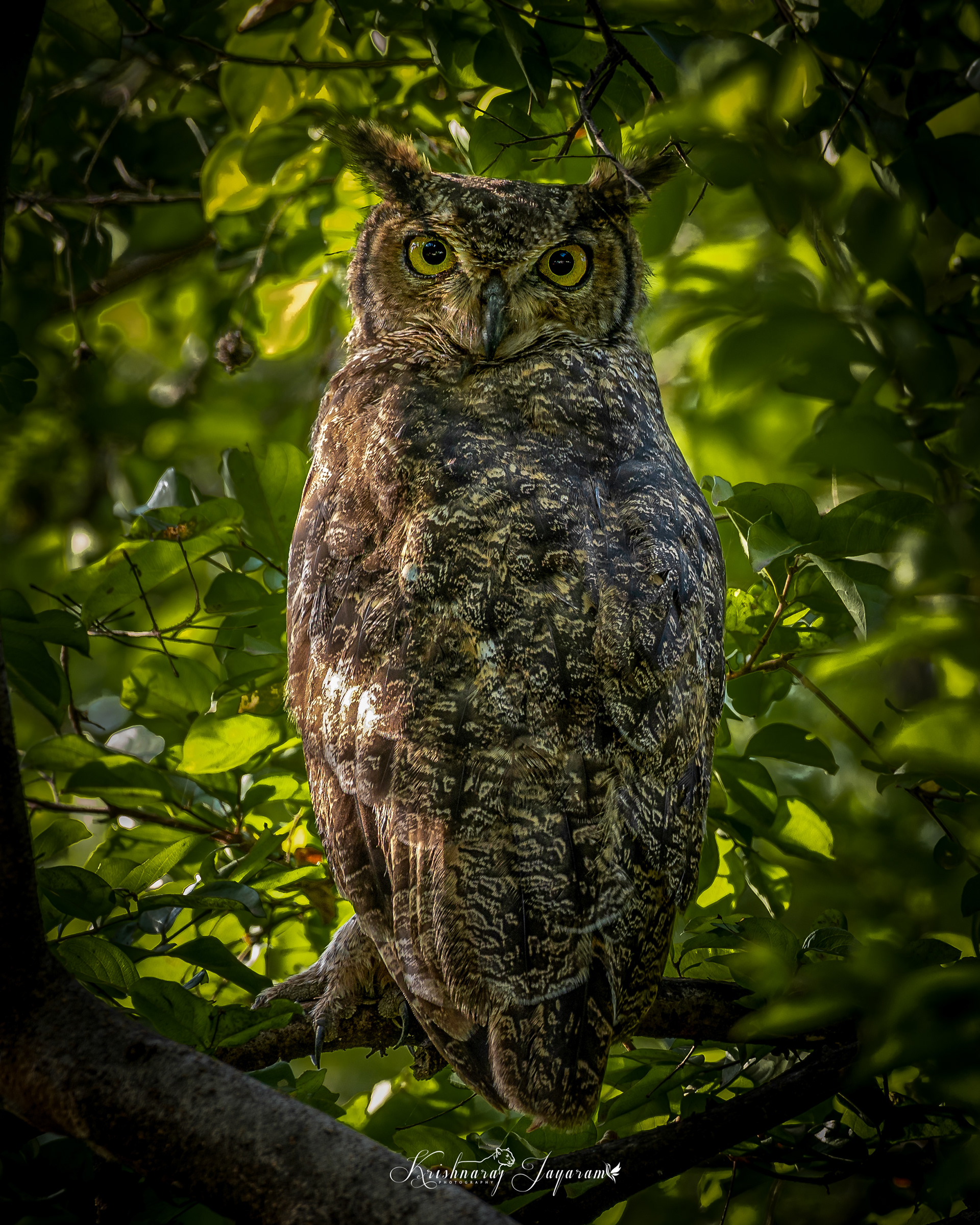 Arabian Eagle Owl