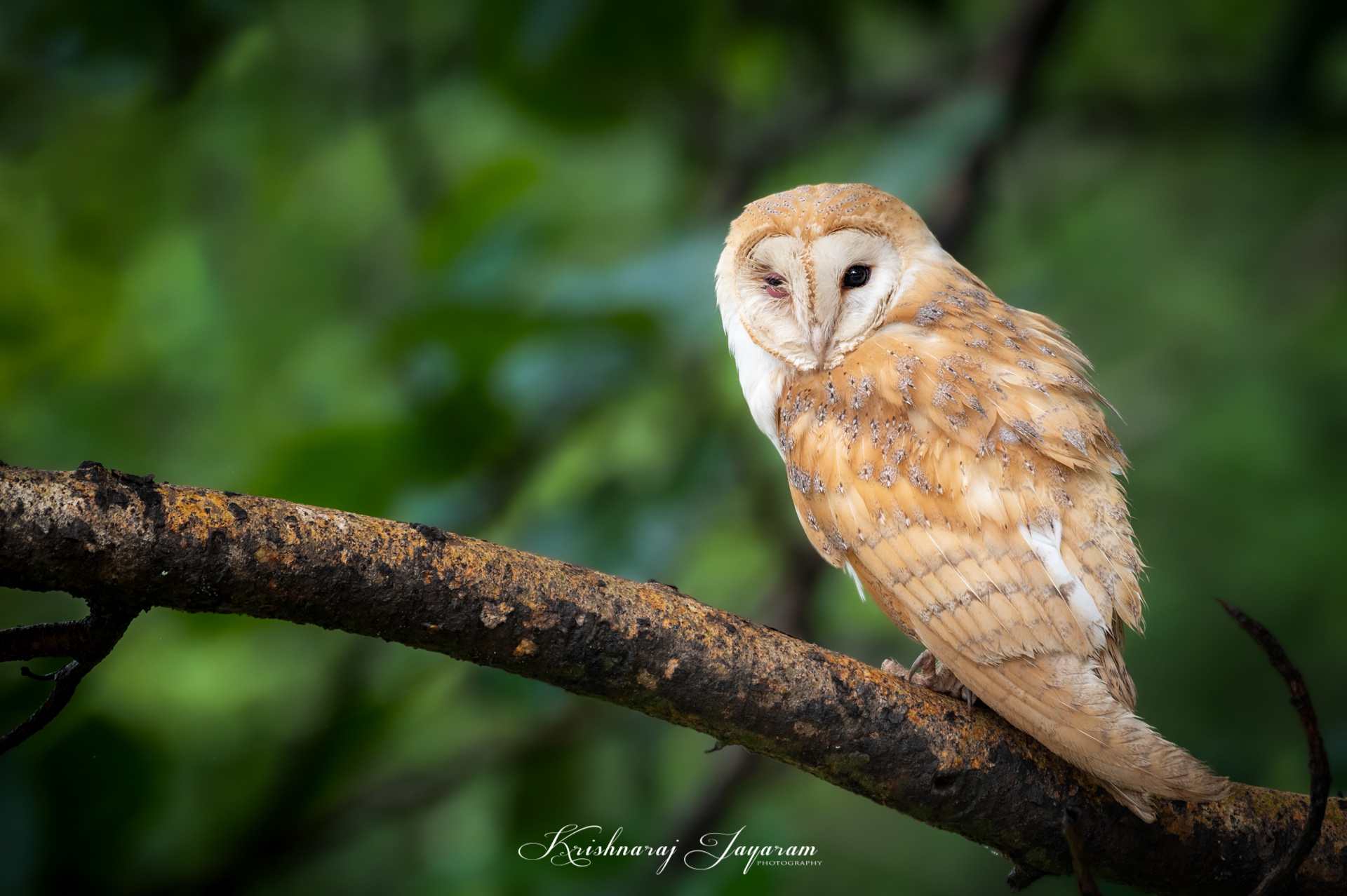 Barn Owl