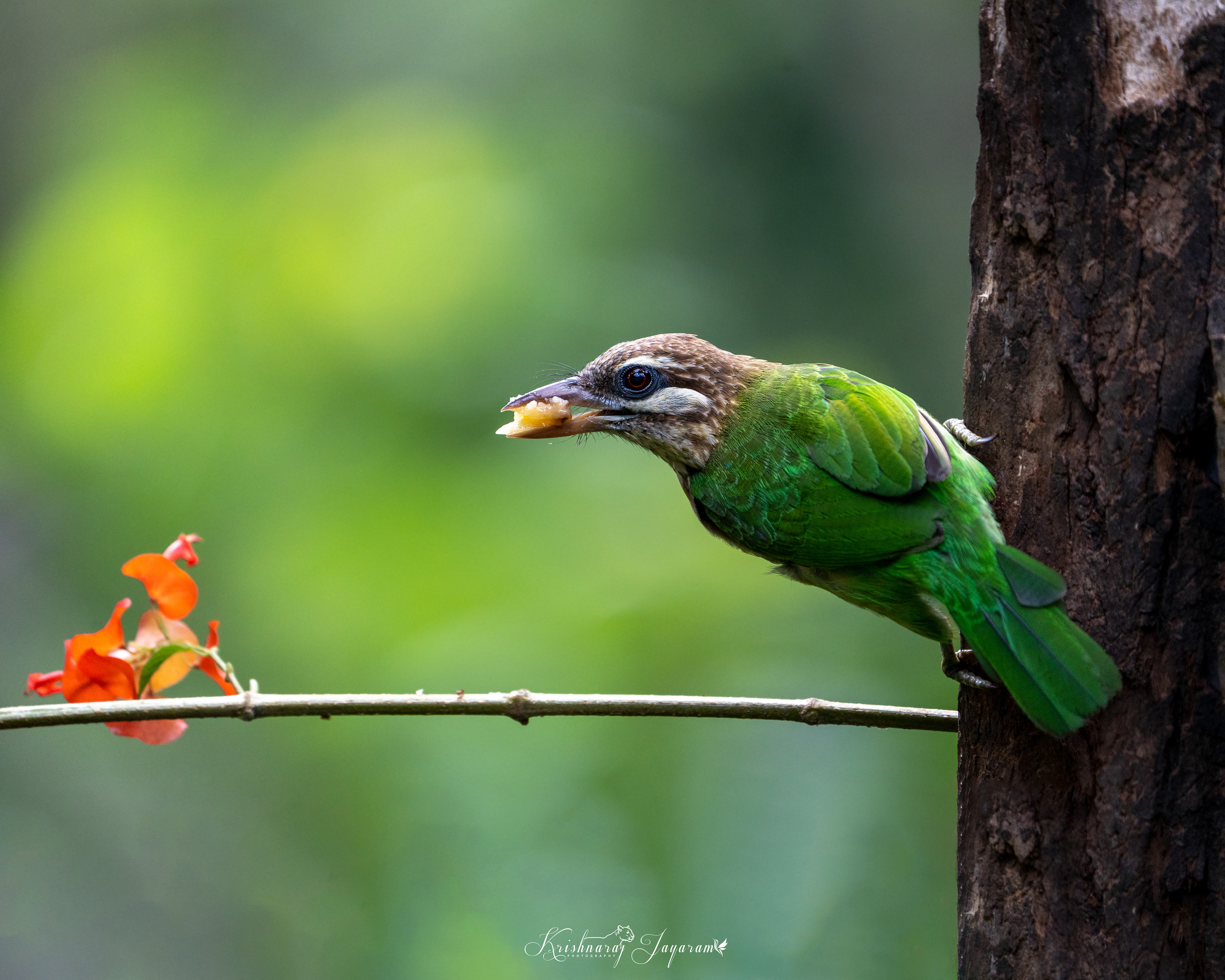 White Cheeked Barbet