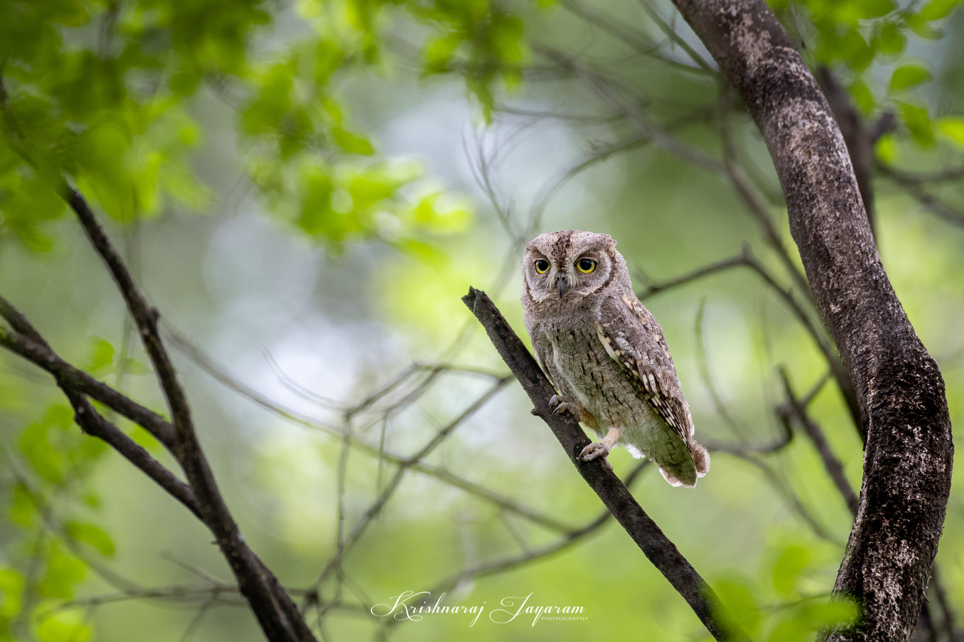 Arabian Scops Owl