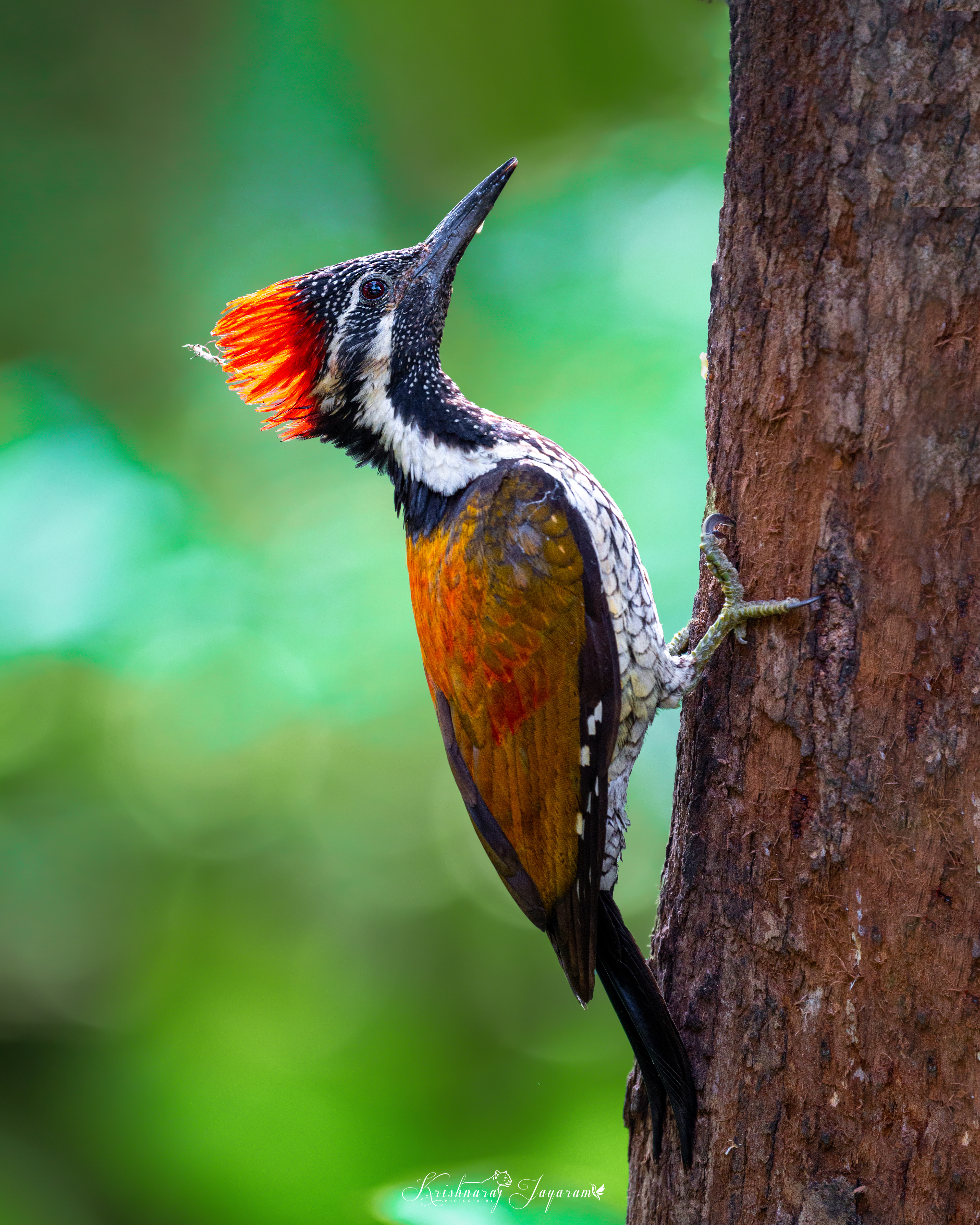 Black Rumped Flameback