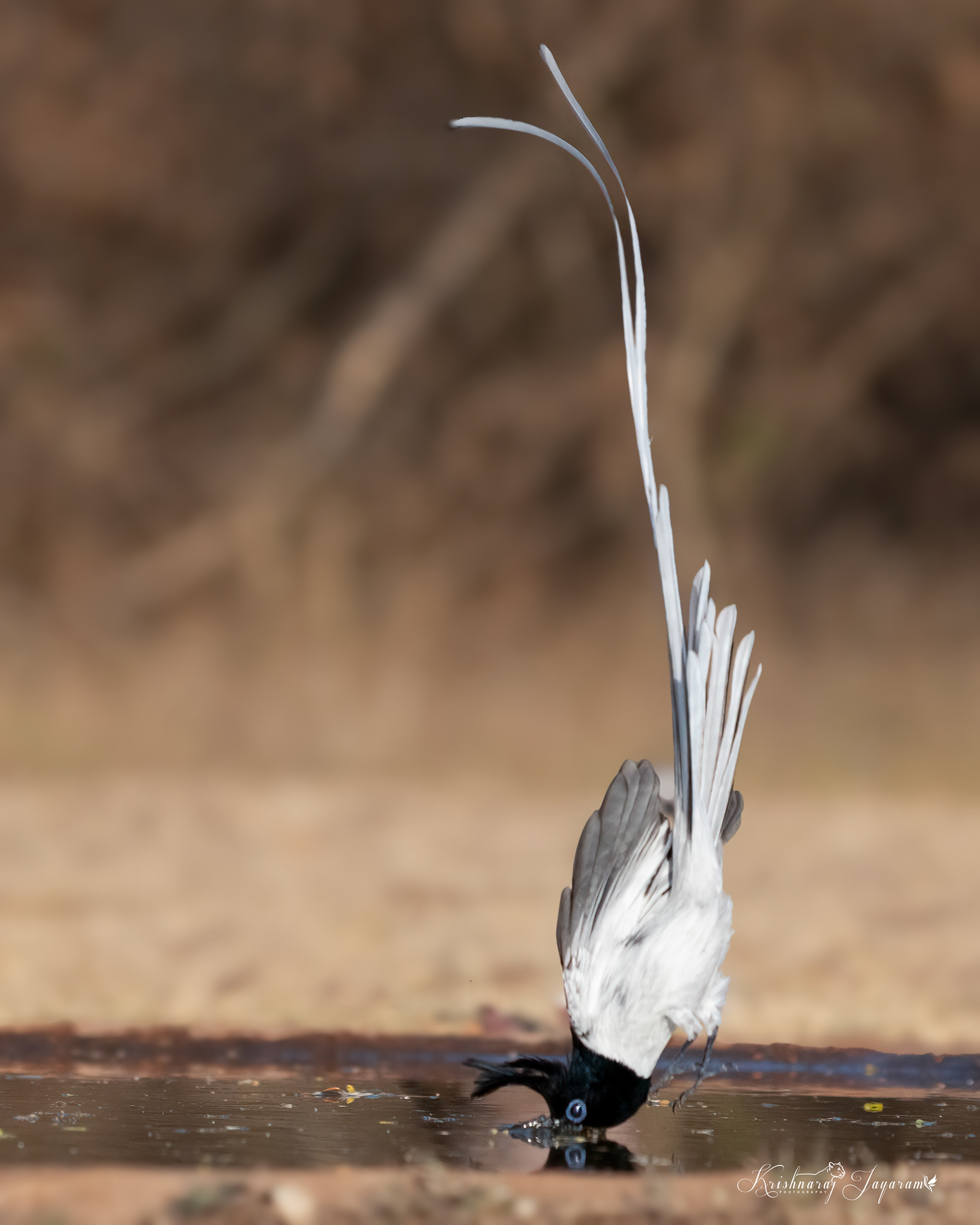 Paradise Fly Catcher