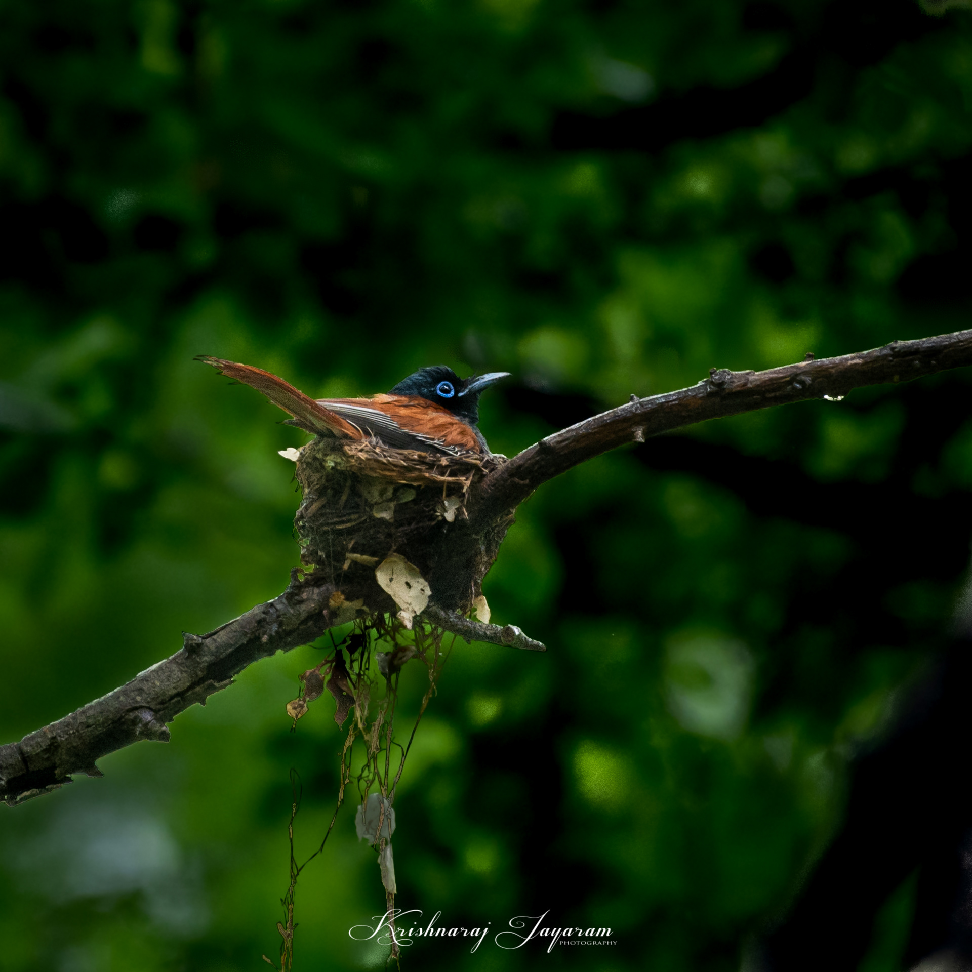 Paradise Fly Catcher Nesting
