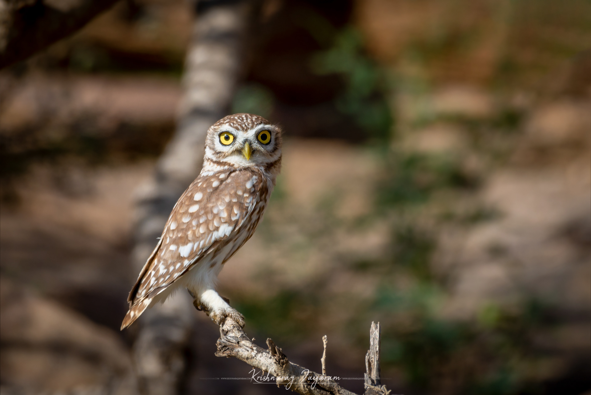 Little Owl