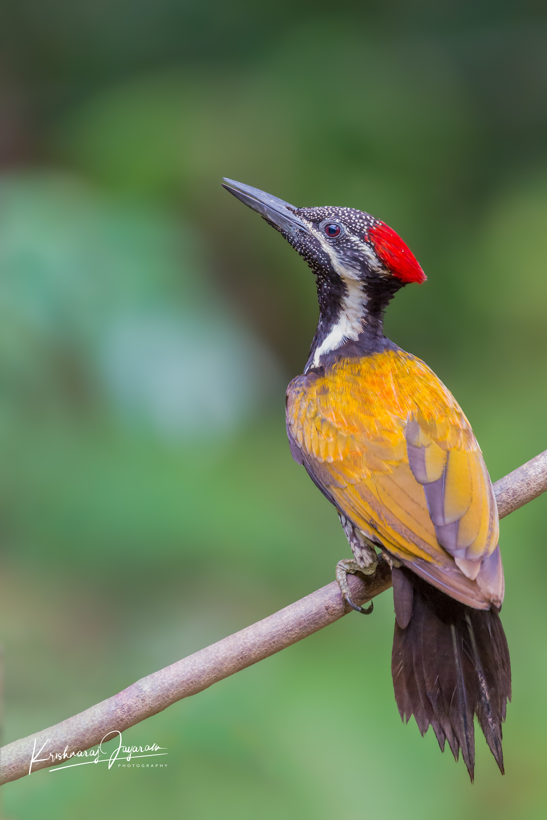 Common Flameback