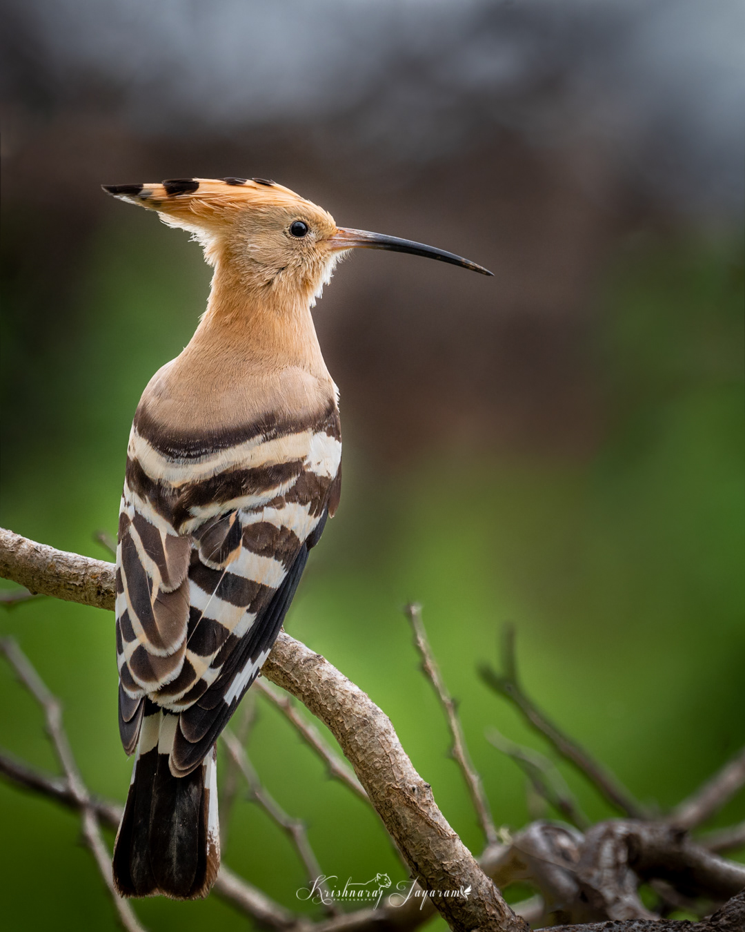 Hoopoe
