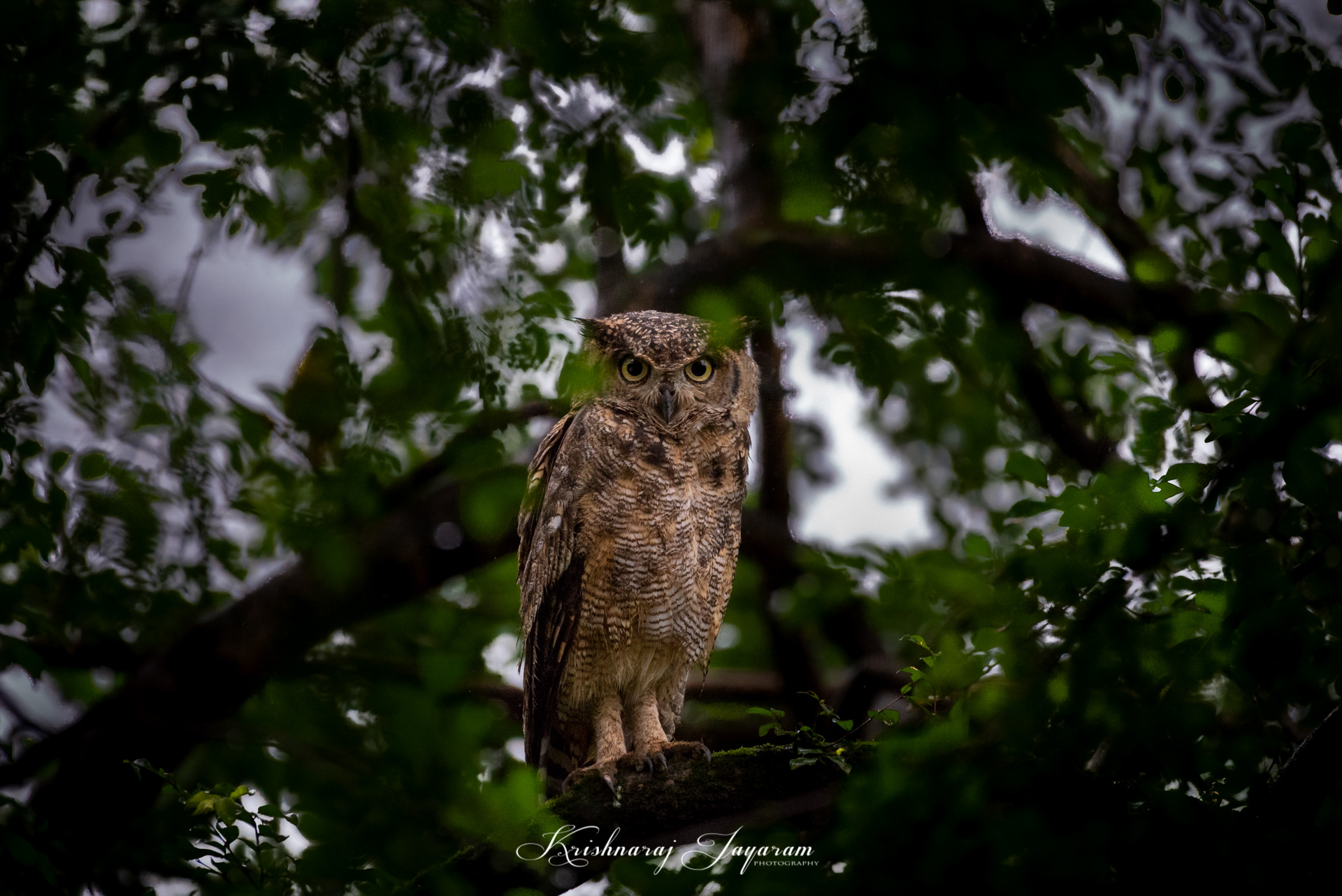 Spotted Eagle Owl