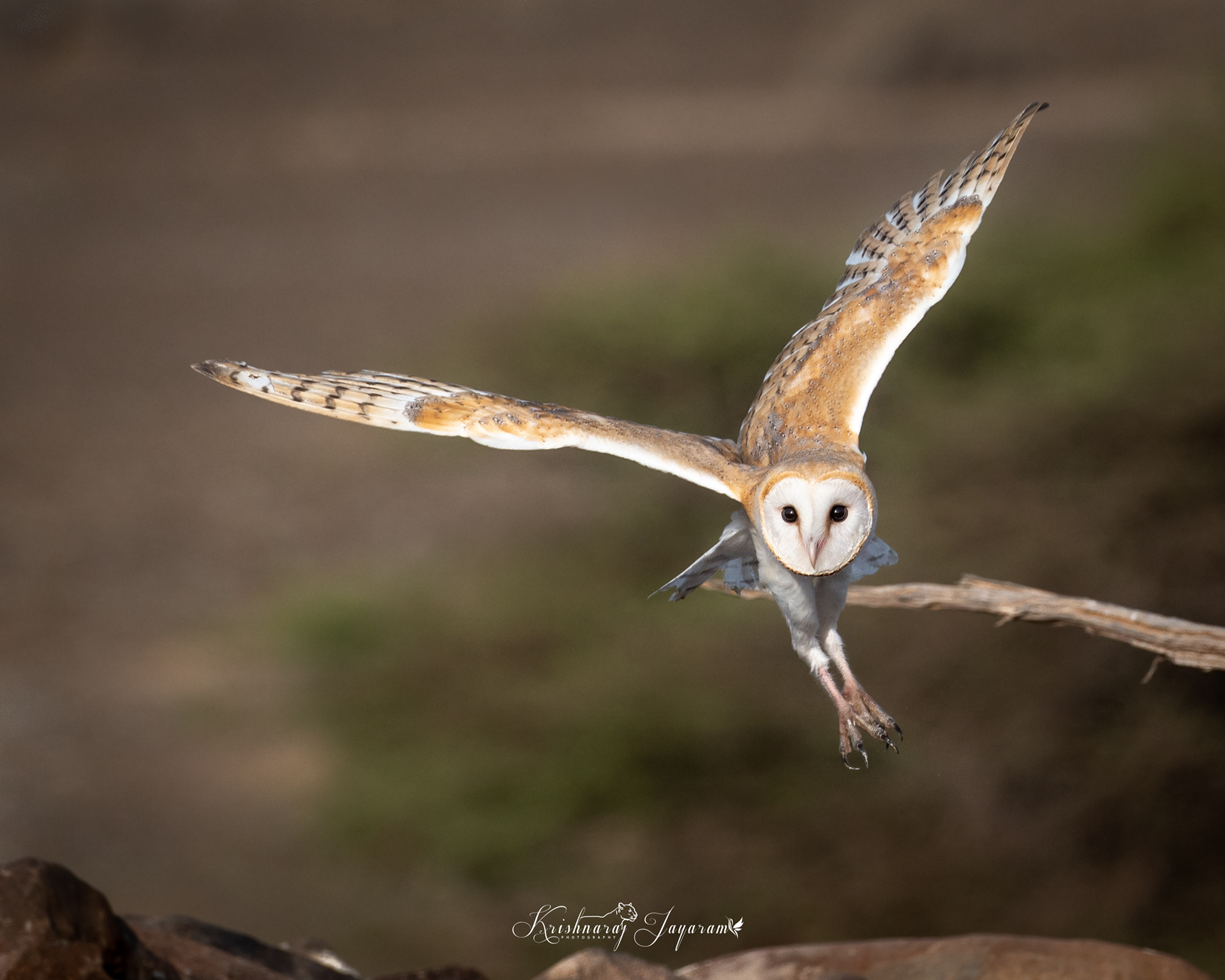 Barn Owl Flight