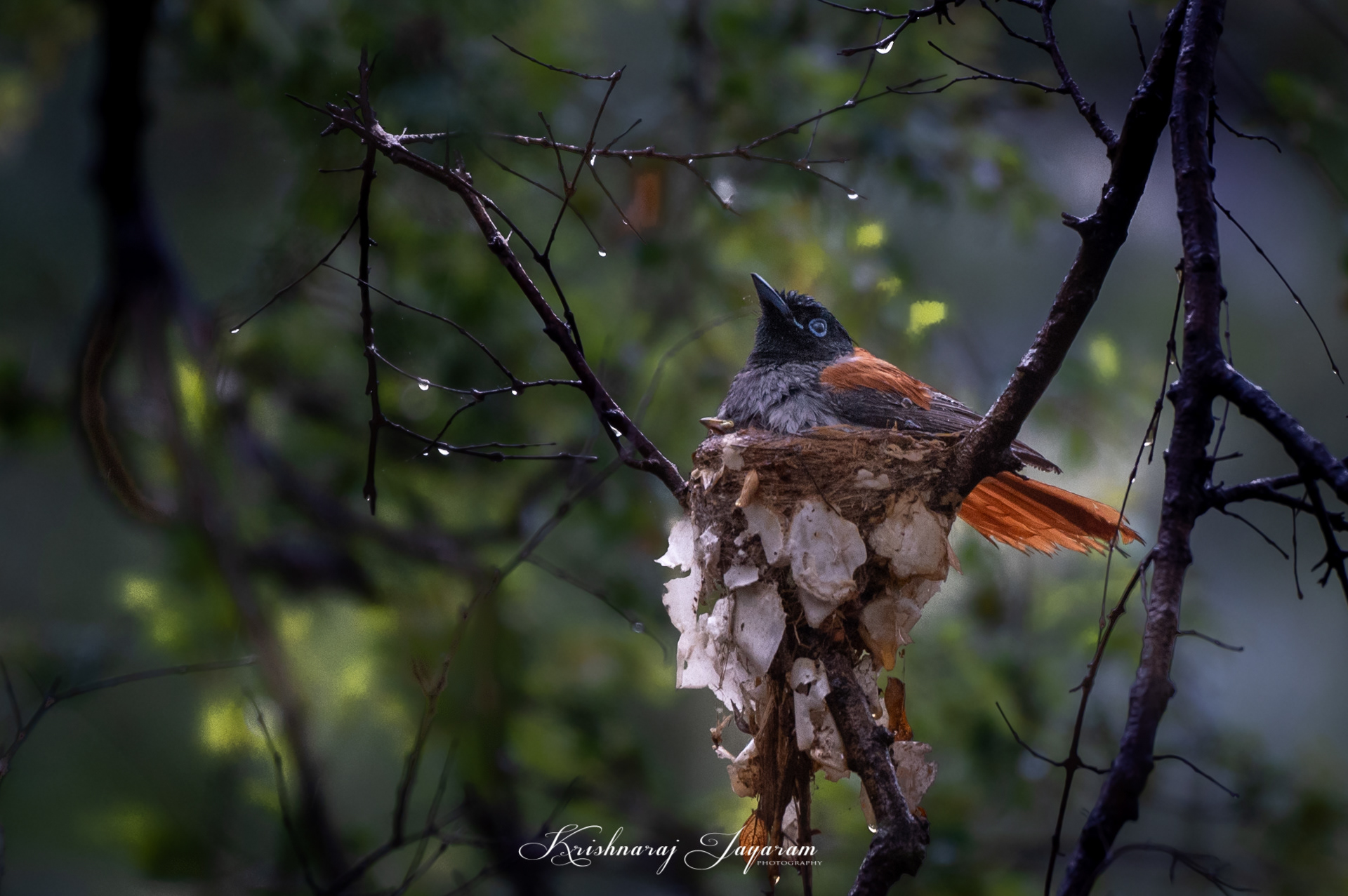 Paradise Fly Catcher Nesting