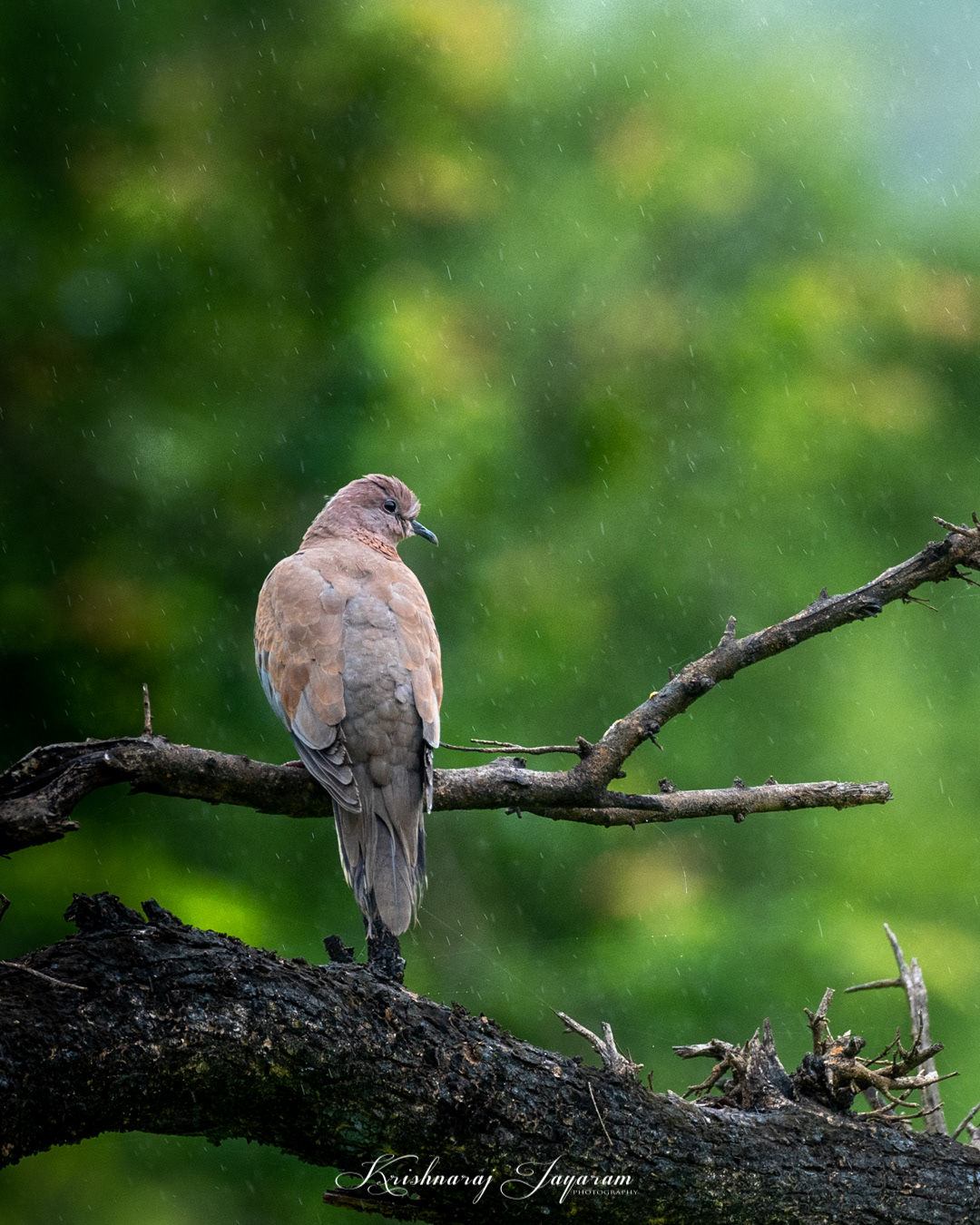 Laughing Dove
