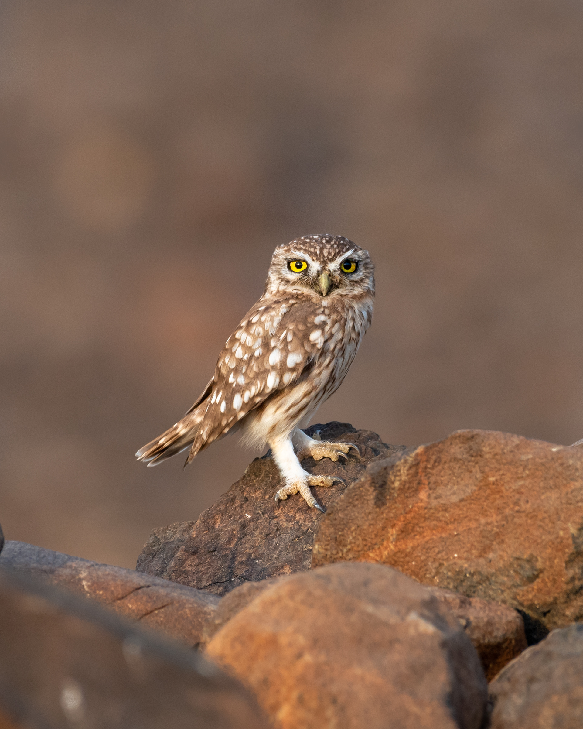 Little Owl