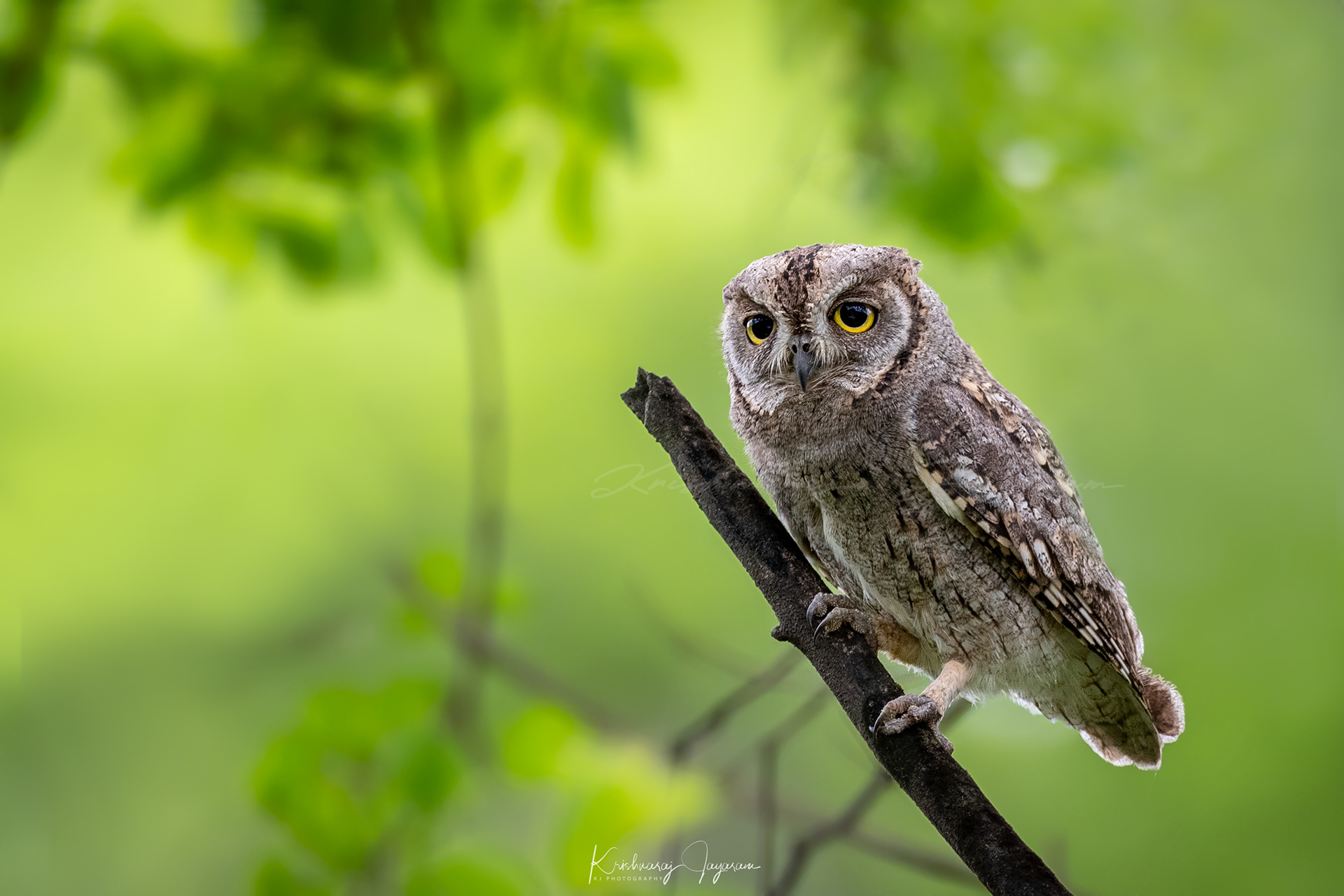 Arabian Scops Owl