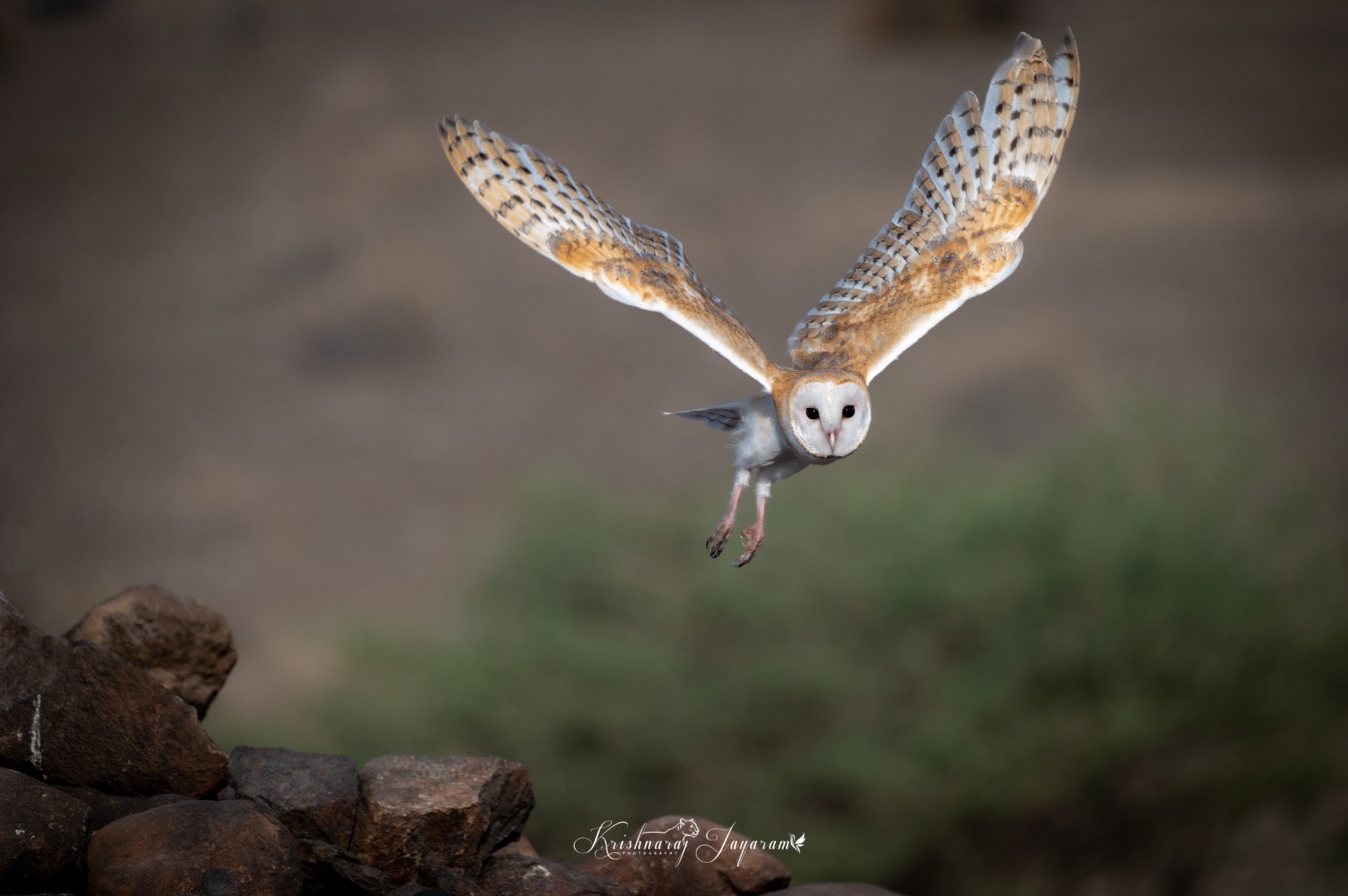 Barn Owl