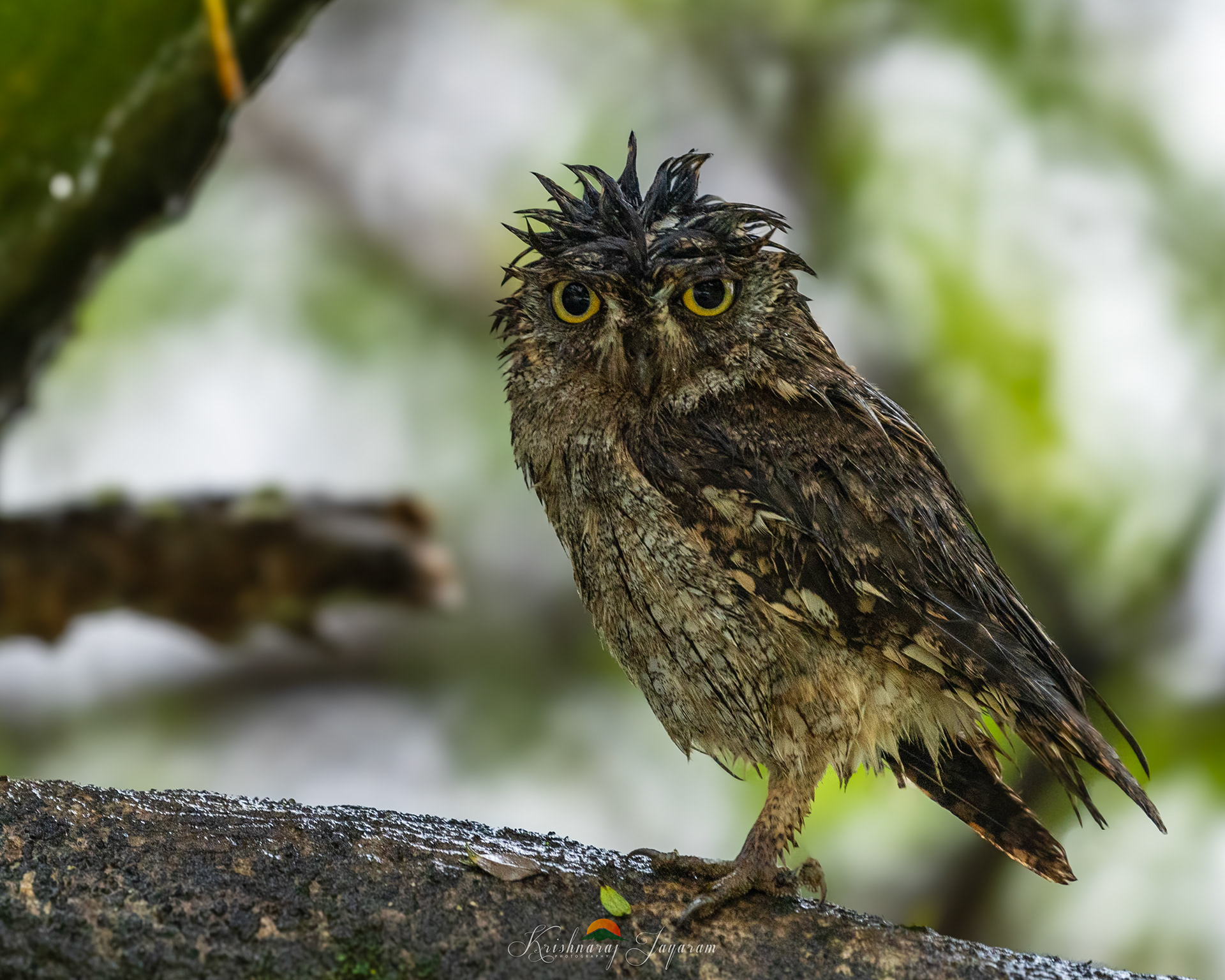 Scops Owl