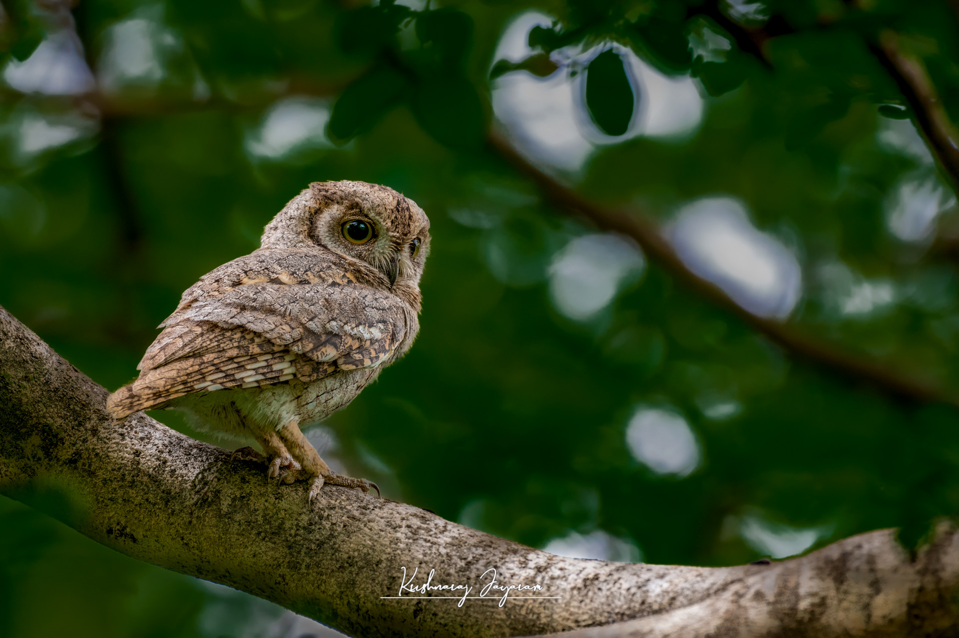 Scops Owl