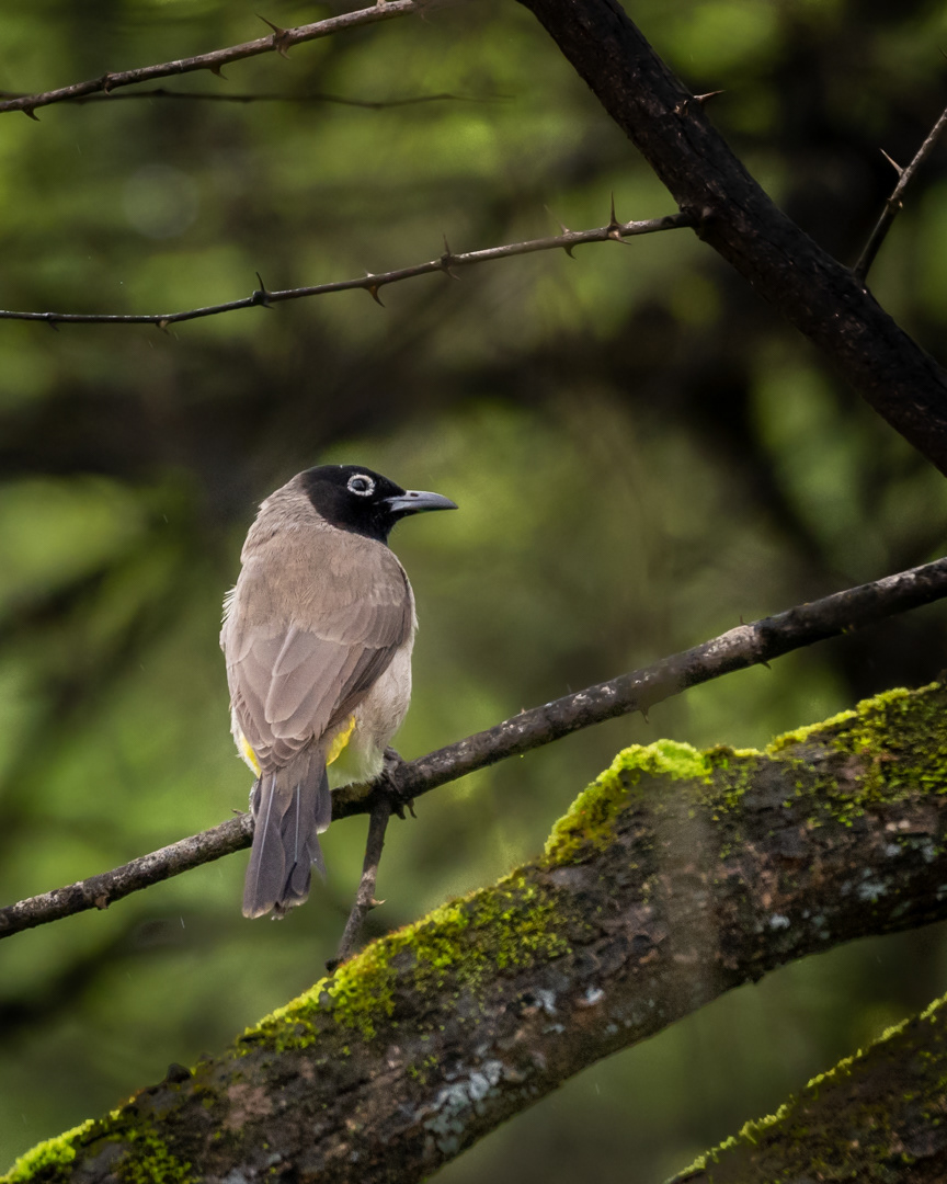 Bulbul