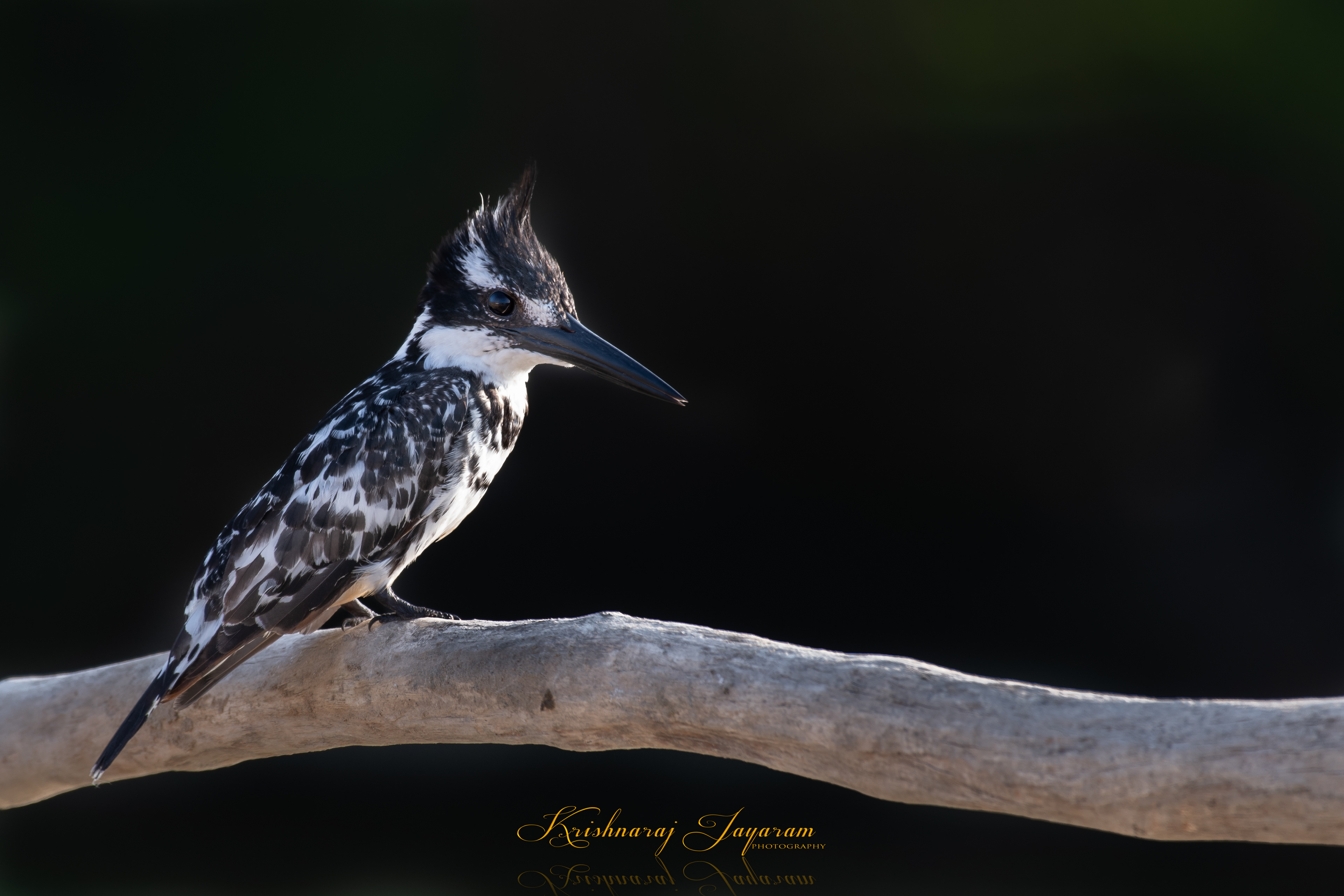 Pied King Fisher