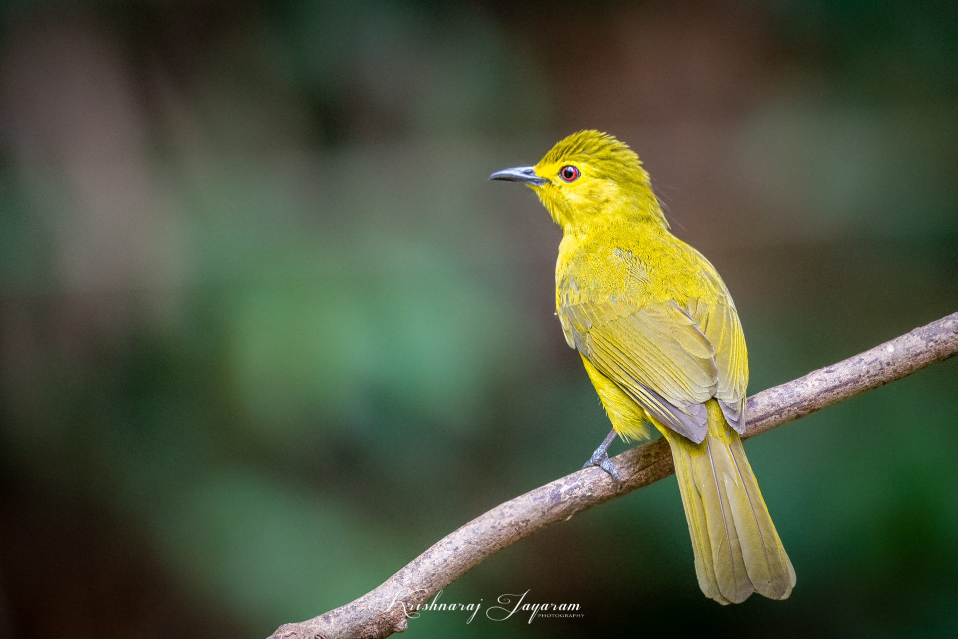 Yellow  Browed Bulbul
