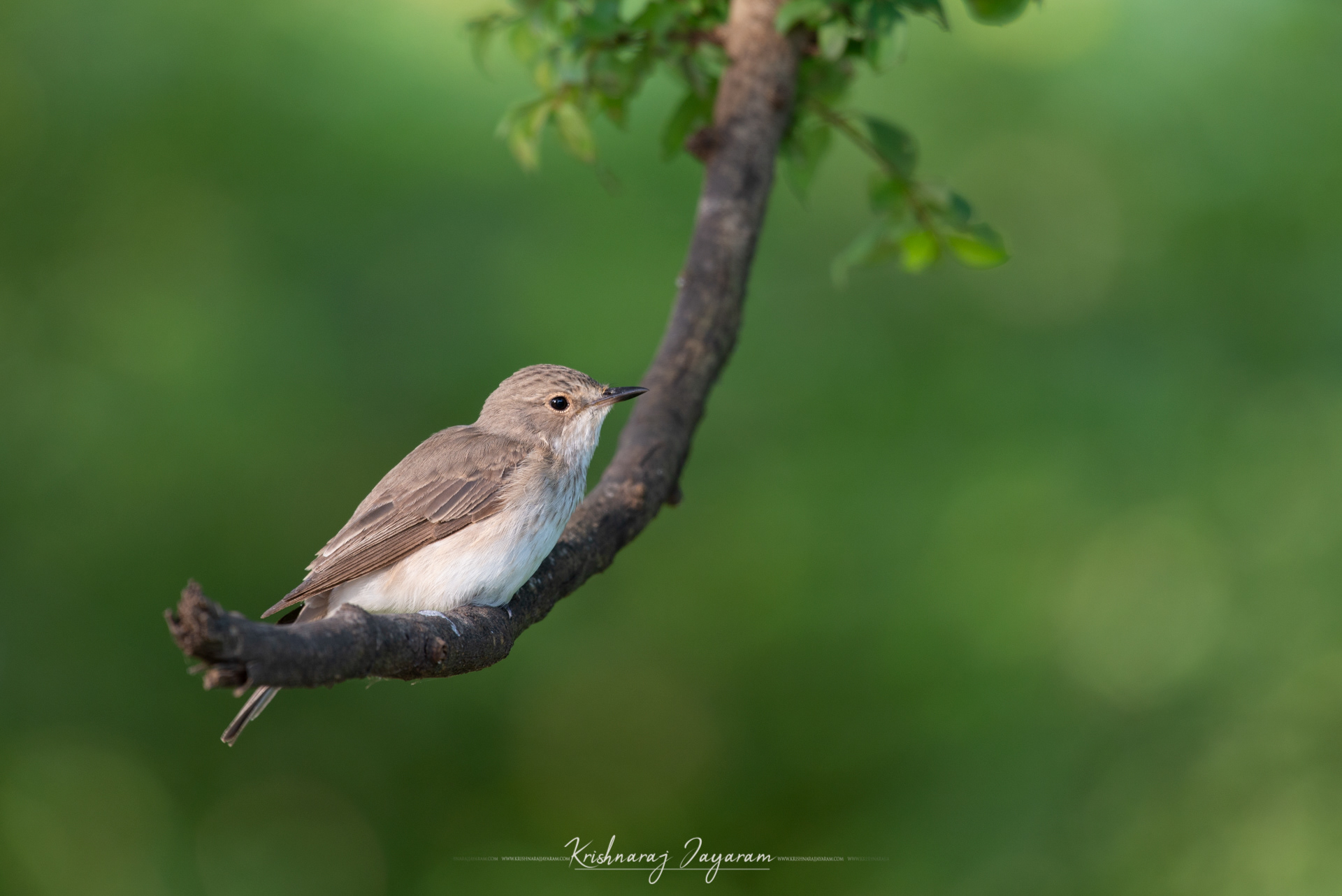 Spotted Fly Catcher