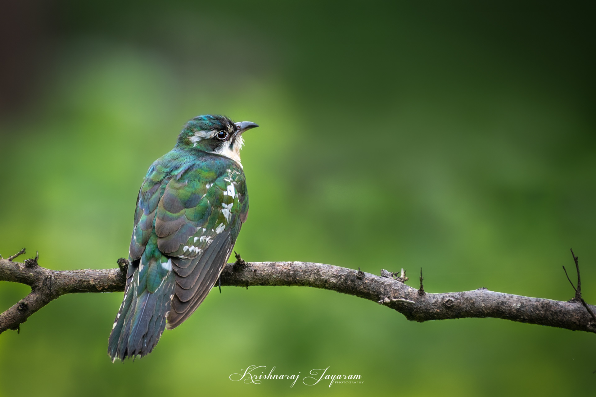 Diederik Cuckoo