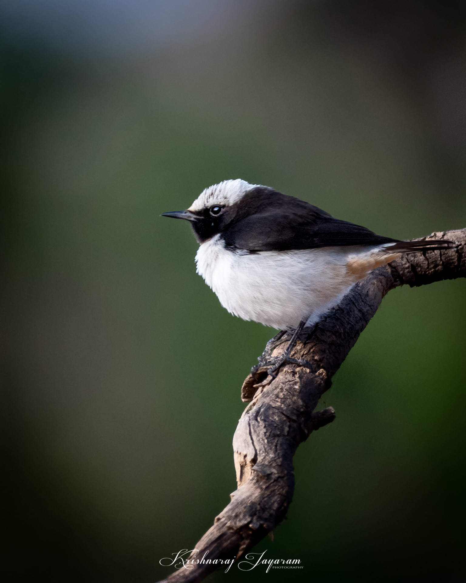 Arabian Wheatear