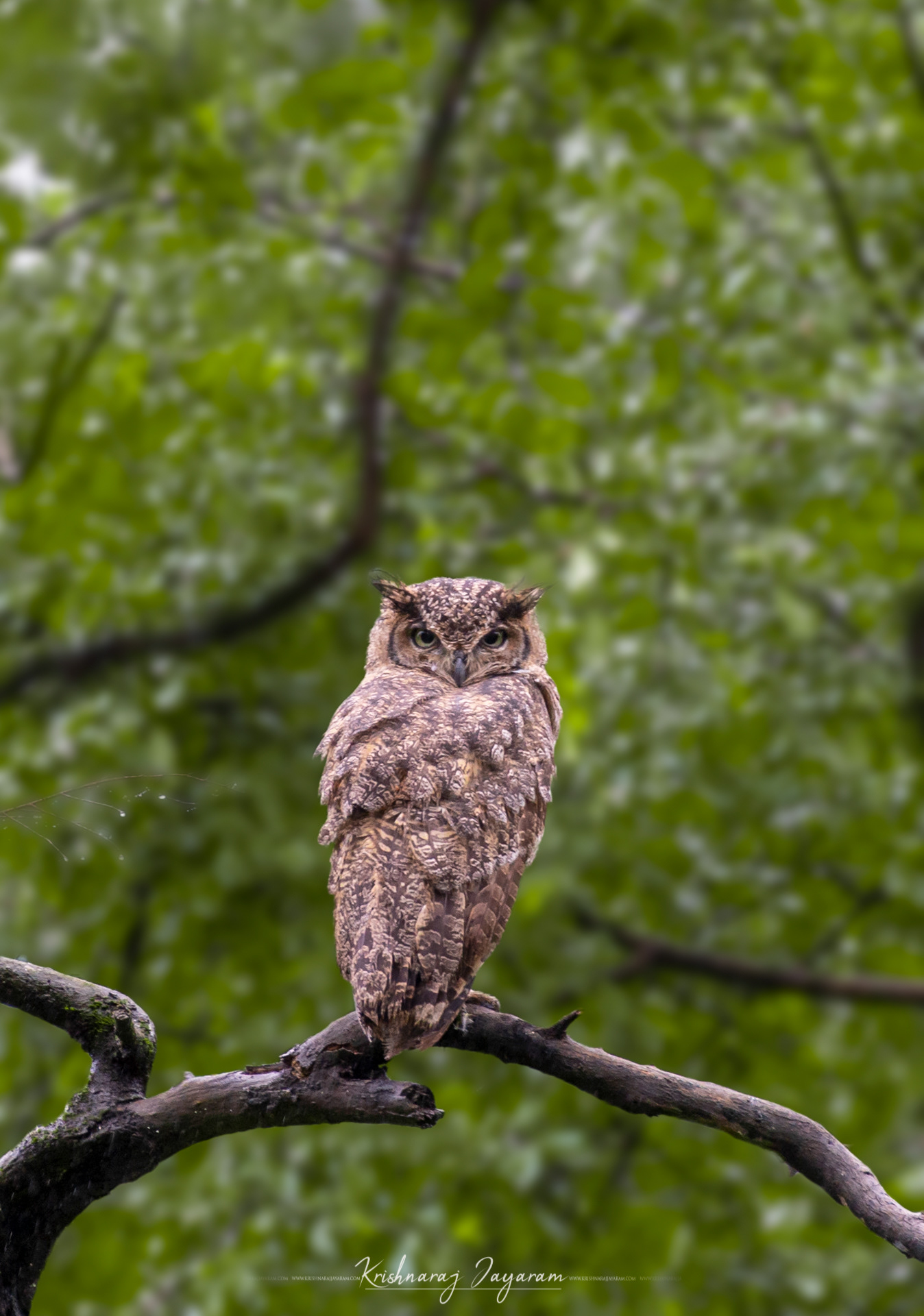 Arabian Eagle Owl