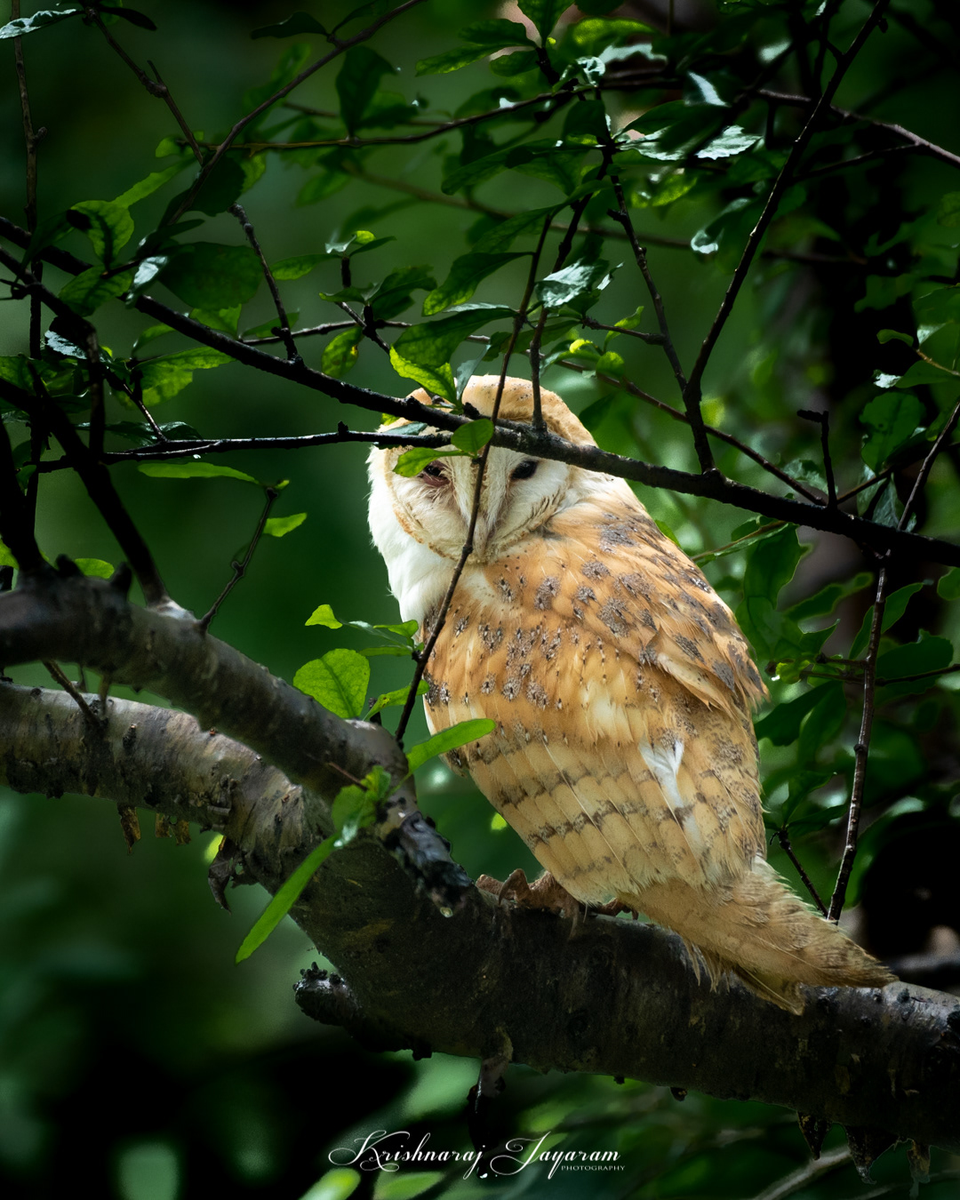 Barn Owl