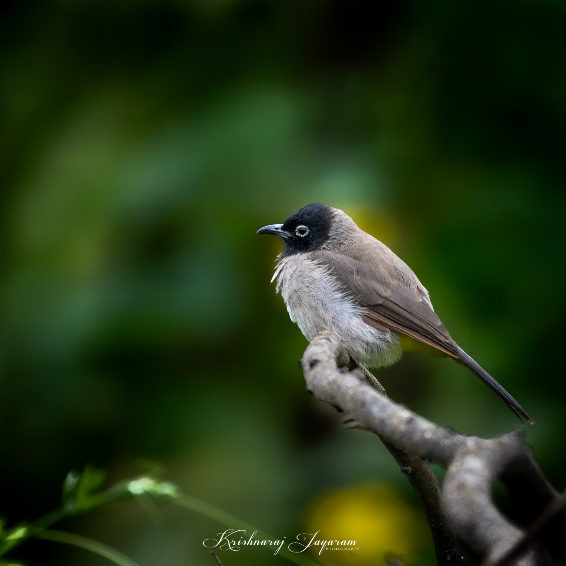White Spectacled Bulbul