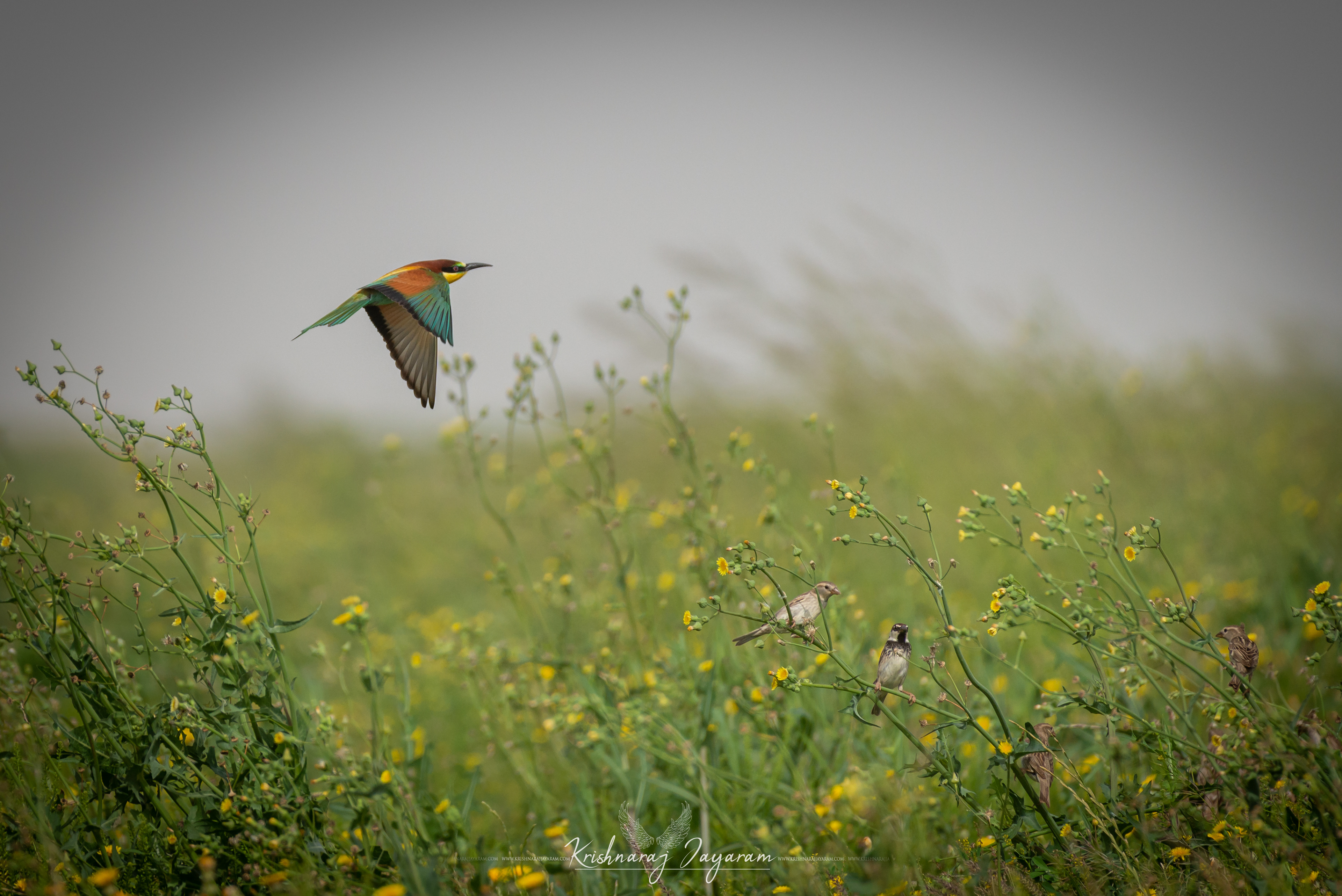 European Bee Eater