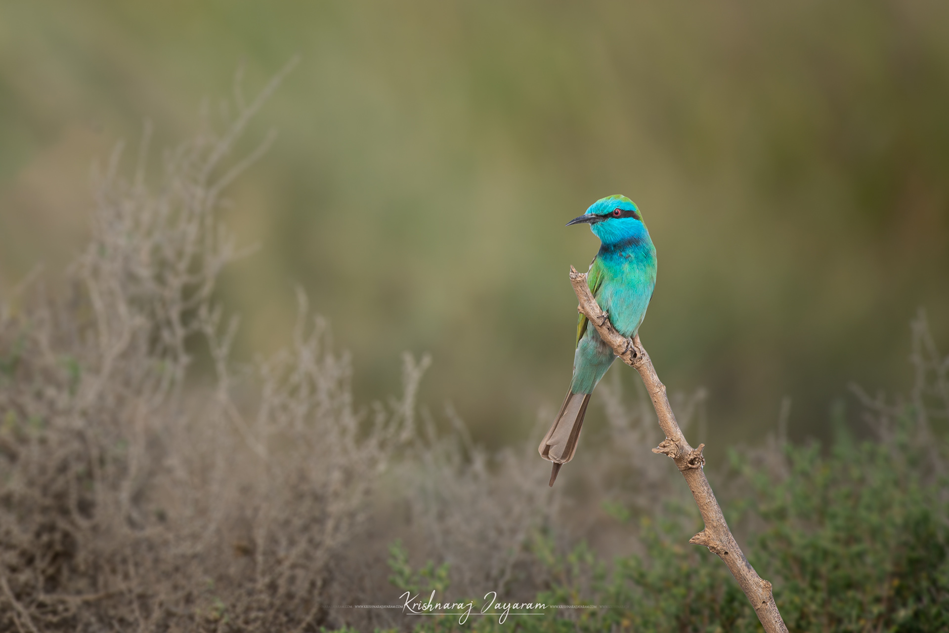 Green Bee Eater
