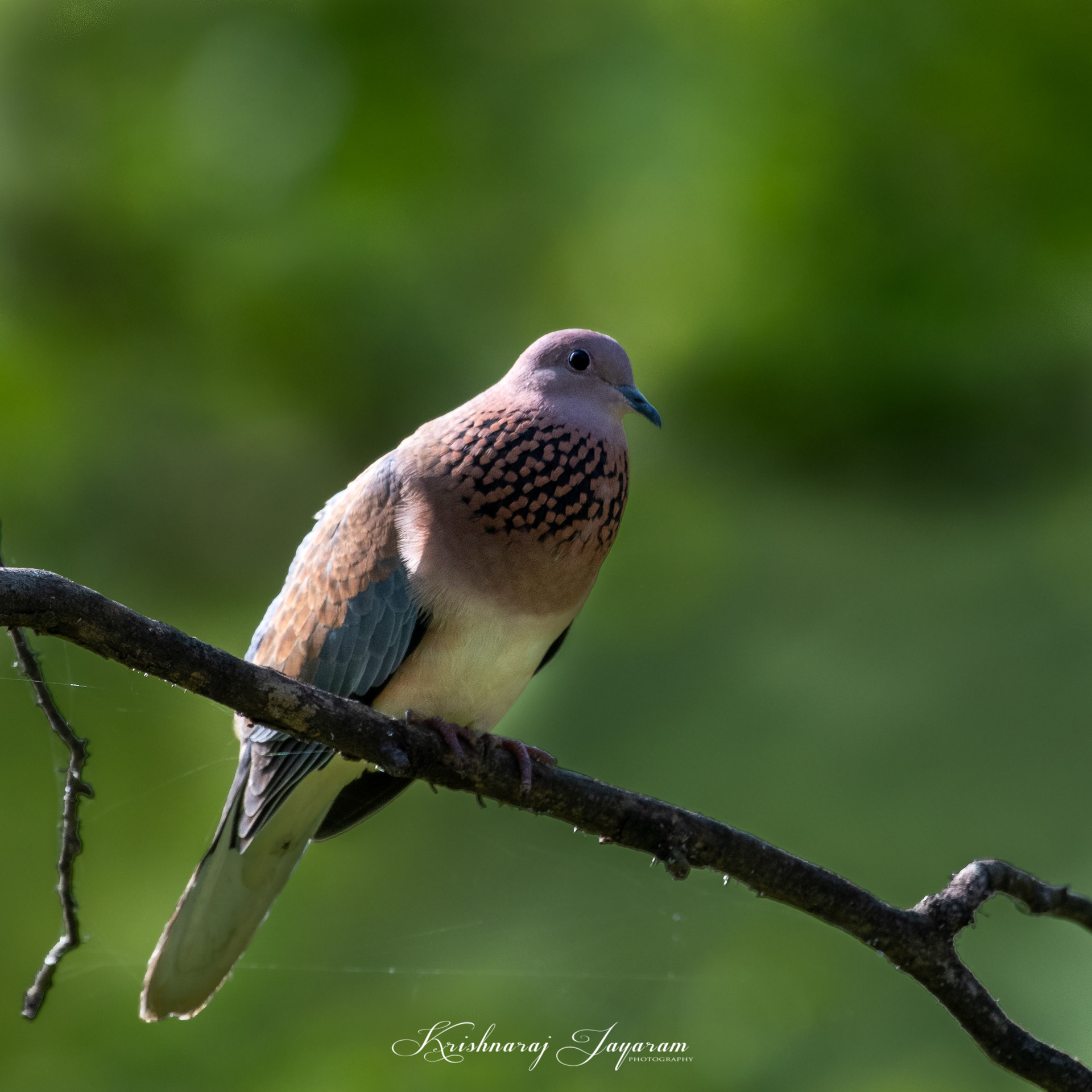Laughing Dove