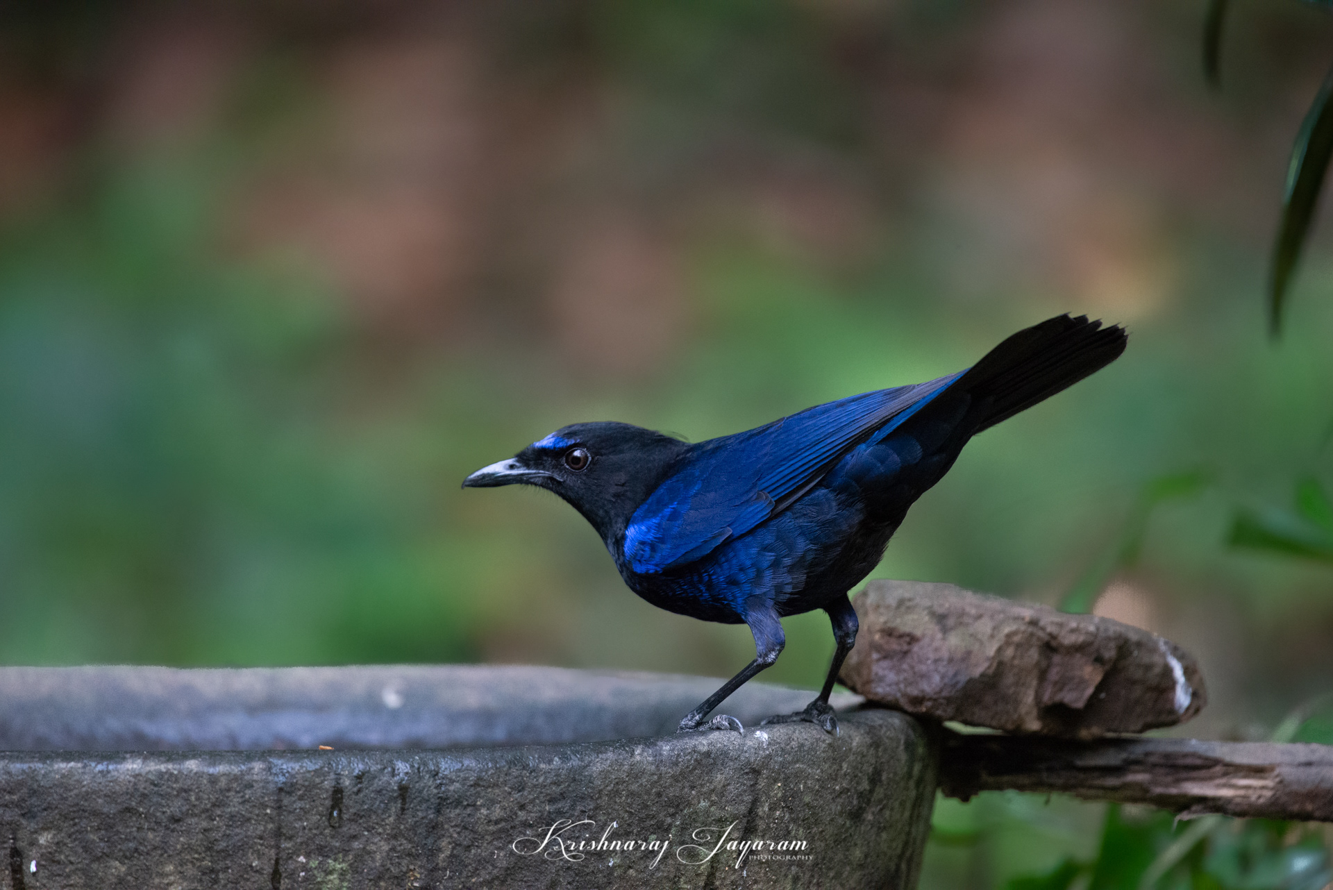 Whistling Thrush