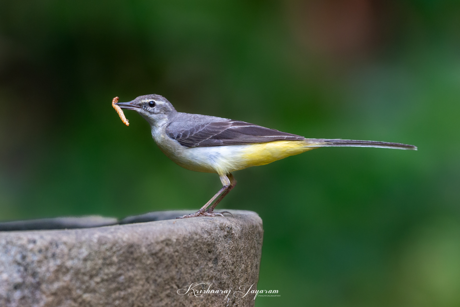 Grey Wagtail