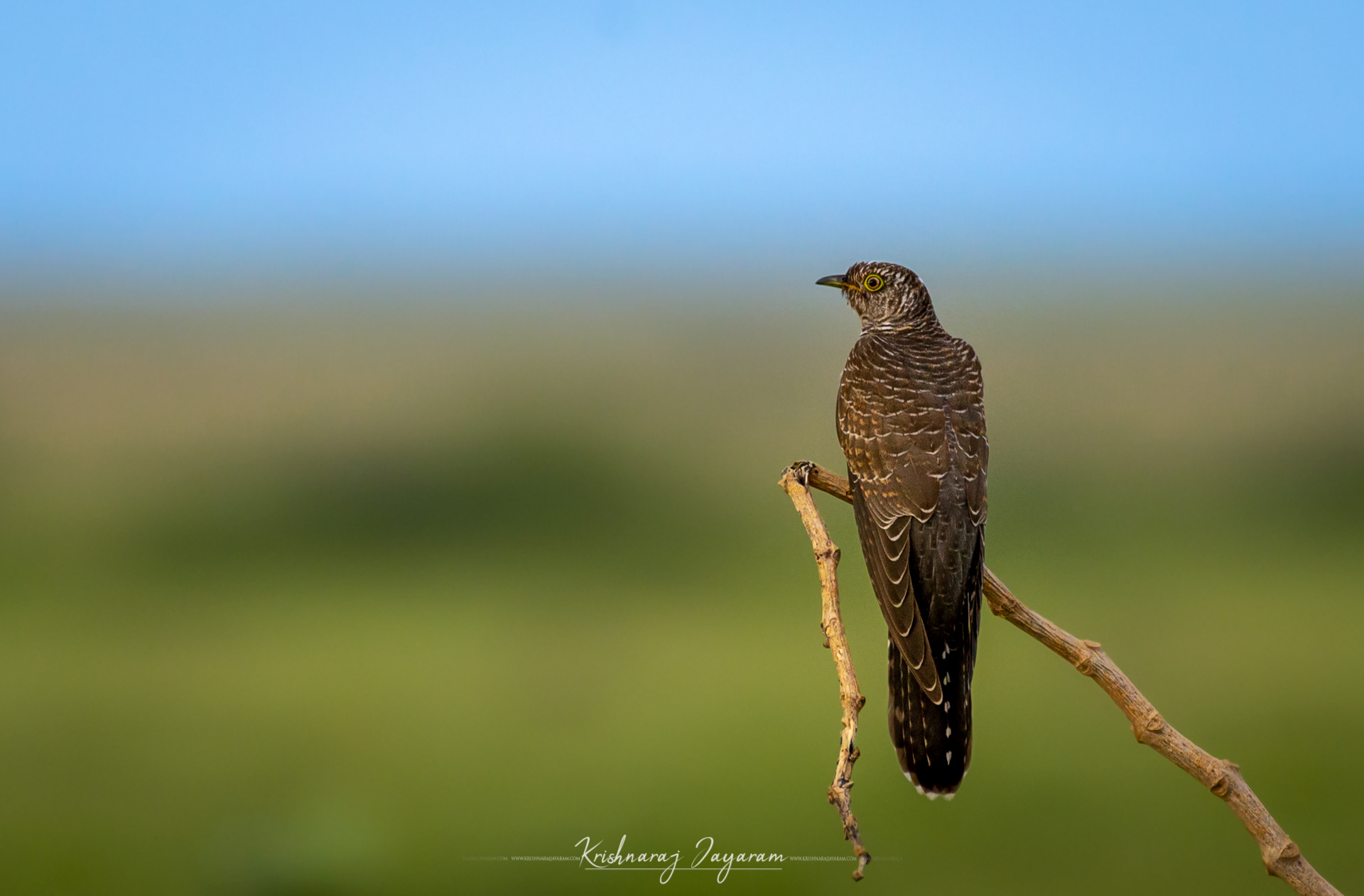 Common Cuckoo