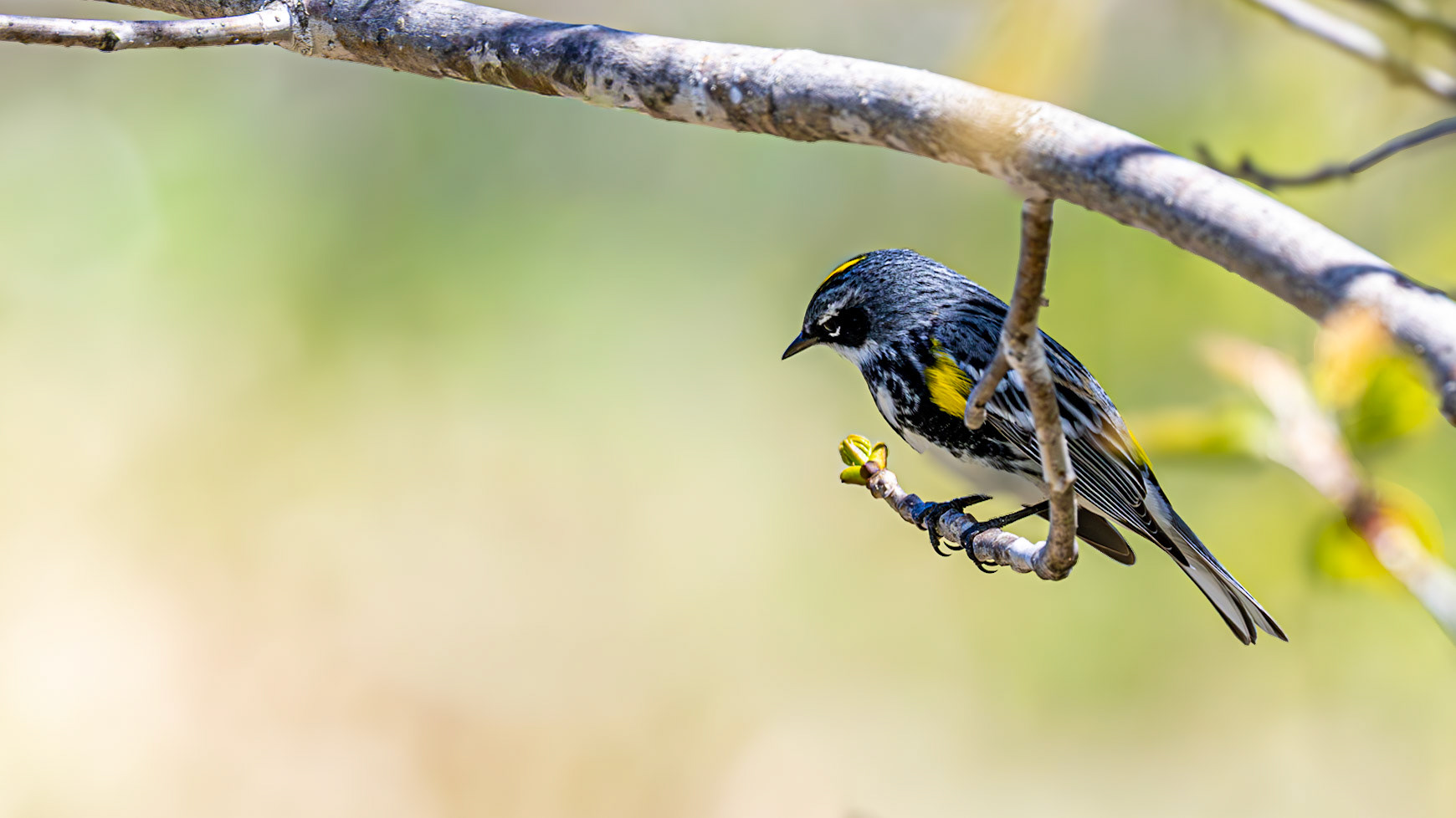 | Paruline à croupion jaune mâle | Réserve naturelle du Marais-Léon-Provancher | 23 mai 2026 |
