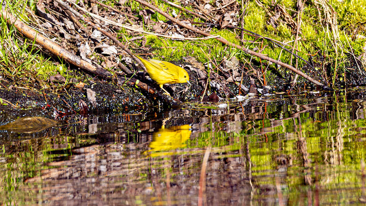 | Paruline jaune | Domaine Maizerets, Québec | 11 mai 2026 |