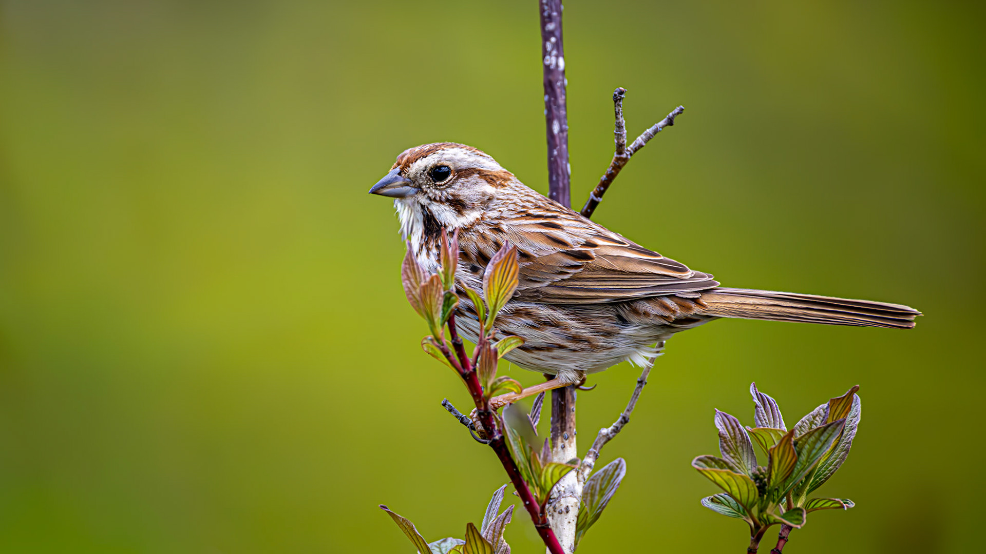 | Bruant chanteur | Parc de l'Escarpement secteur A, Québec | 22 mai 2026 |