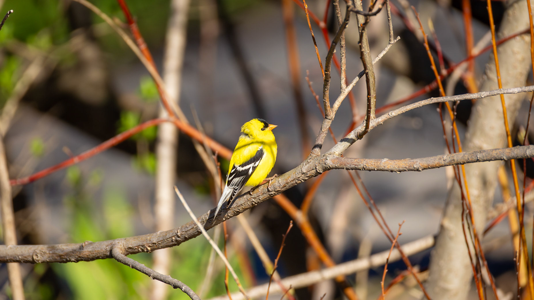 | Chardonneret jaune | Domaine Maizerets, Québec | 11 mai 2026 |