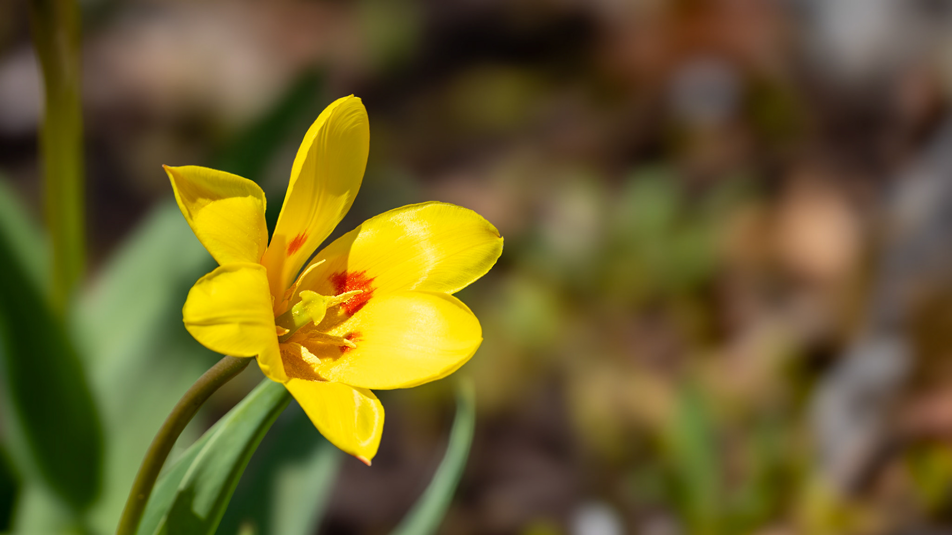 | Flore | Parc des Moulins, Québec | 9 mai 2026 |