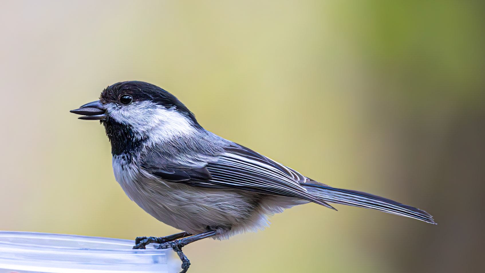 | Mésange à tête noire | Parc de l'Escarpement secteur A, Québec | 22 mai 2026 |