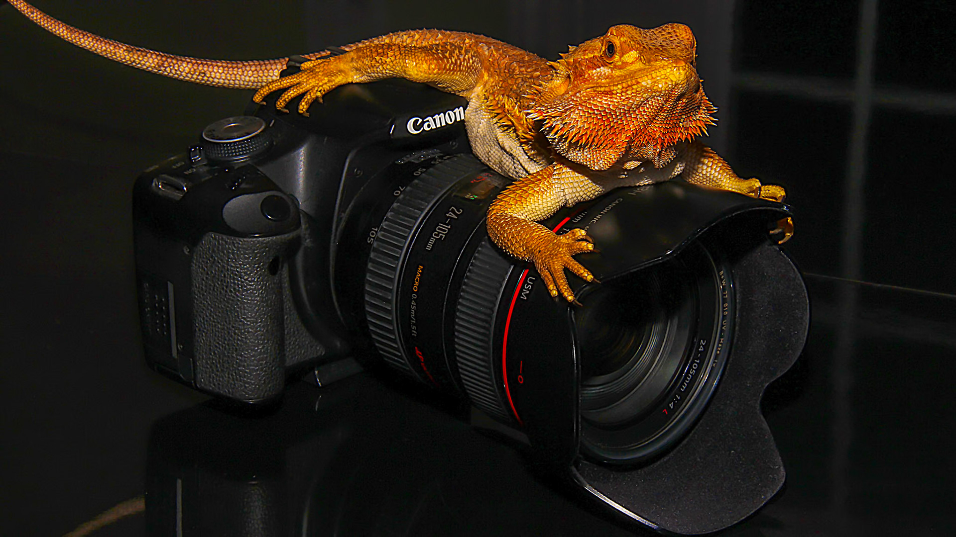 Elle est à moi cette caméra!