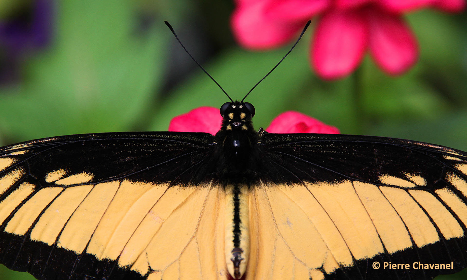 Sors dehors! Il y a toujours une bibitte à photographier.