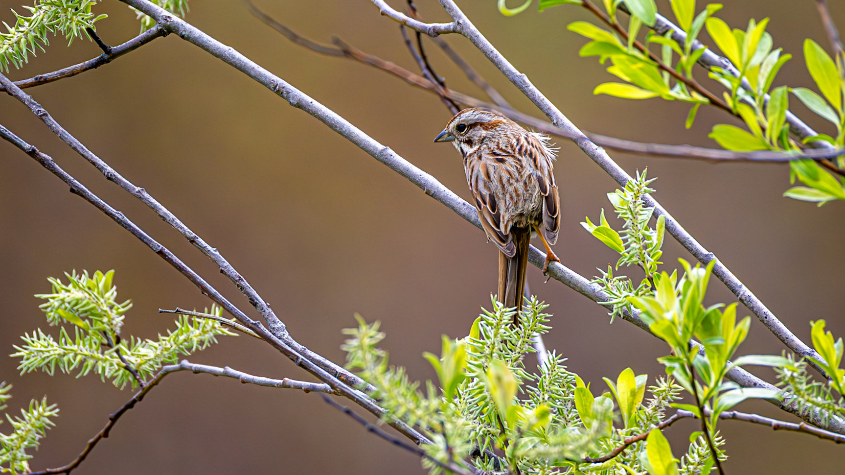| Bruant chanteur | Parc de l'Escarpement secteur A, Québec | 22 mai 2026 |
