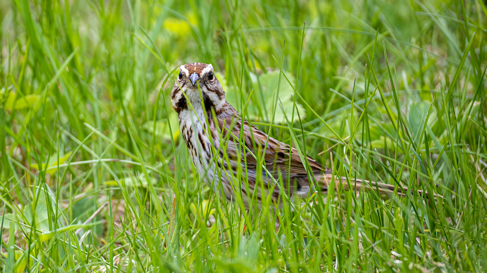 | Bruant chanteur | Parc de l'Escarpement secteur A, Québec | 22 mai 2026 |