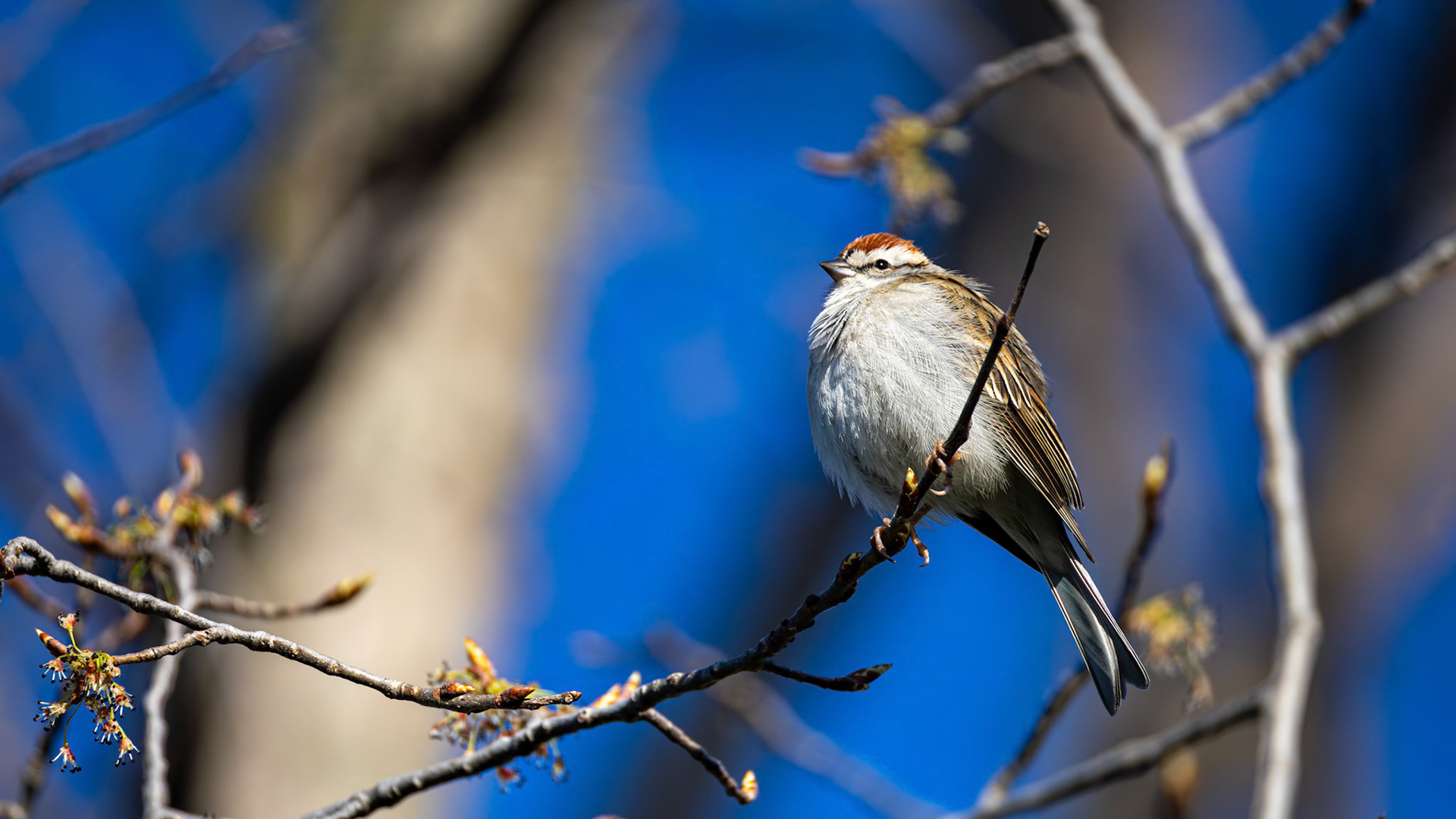 | Bruant familier | Domaine Maizerets, Québec | 3 mai 2026 |