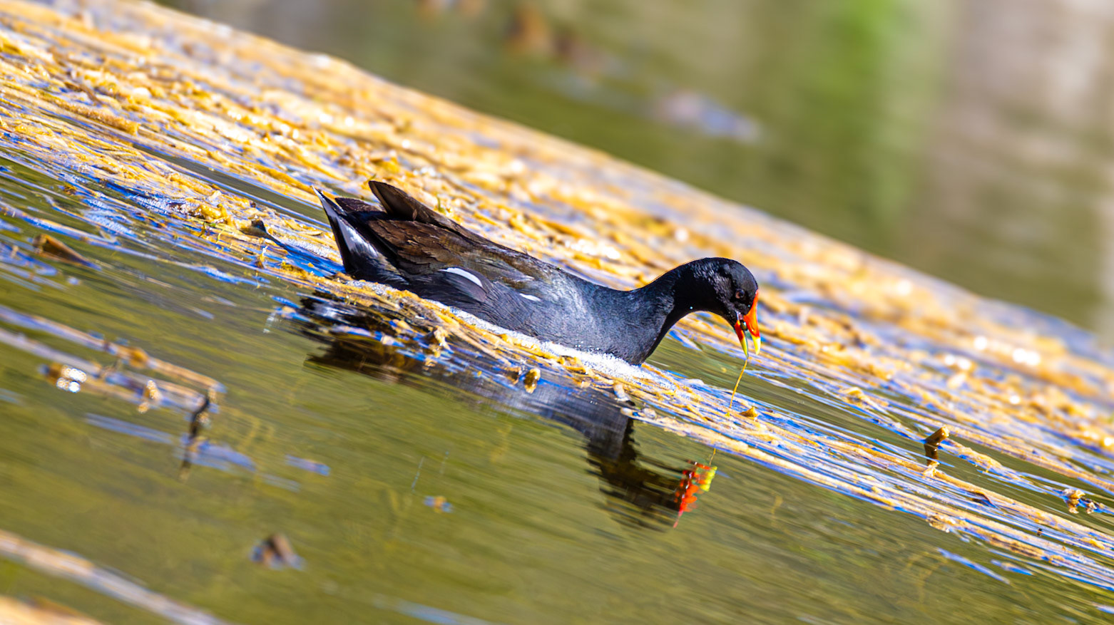 | Gallinule d'Amérique (poule d'eau) | Réserve naturelle du Marais-Léon-Provancher | 23 mai 2026 |