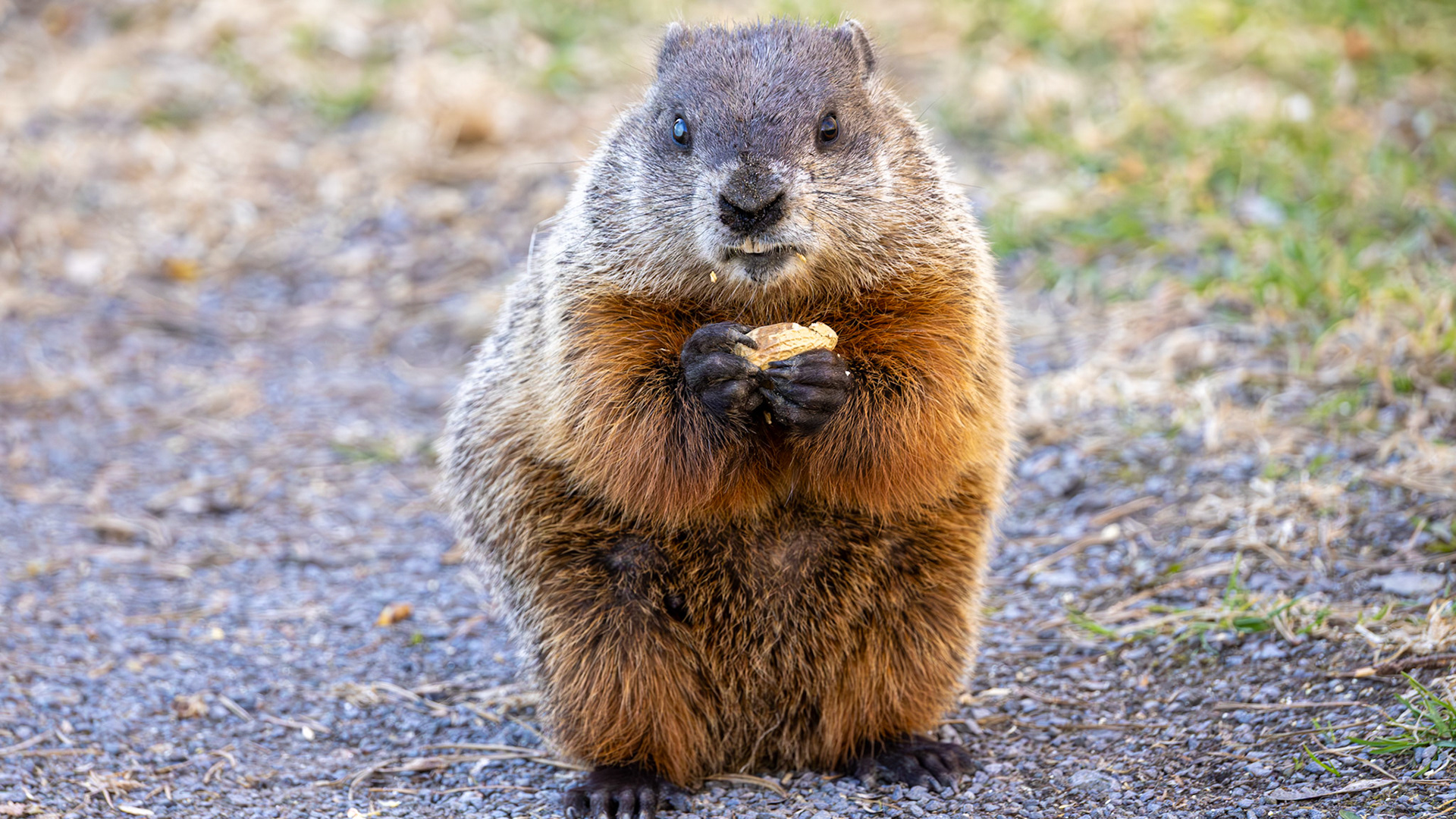 | Marmotte commune (Siffleux) | Domaine Maizerets, Québec | 11 mai 2026 |