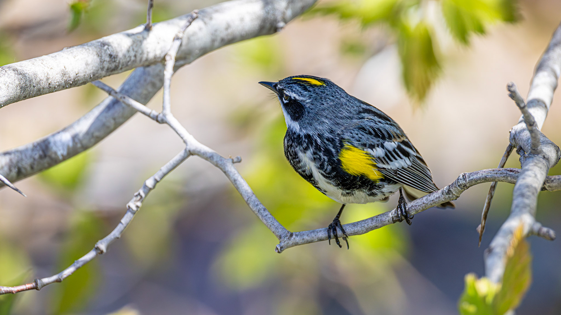 | Paruline à croupion jaune mâle | Réserve naturelle du Marais-Léon-Provancher | 23 mai 2026|